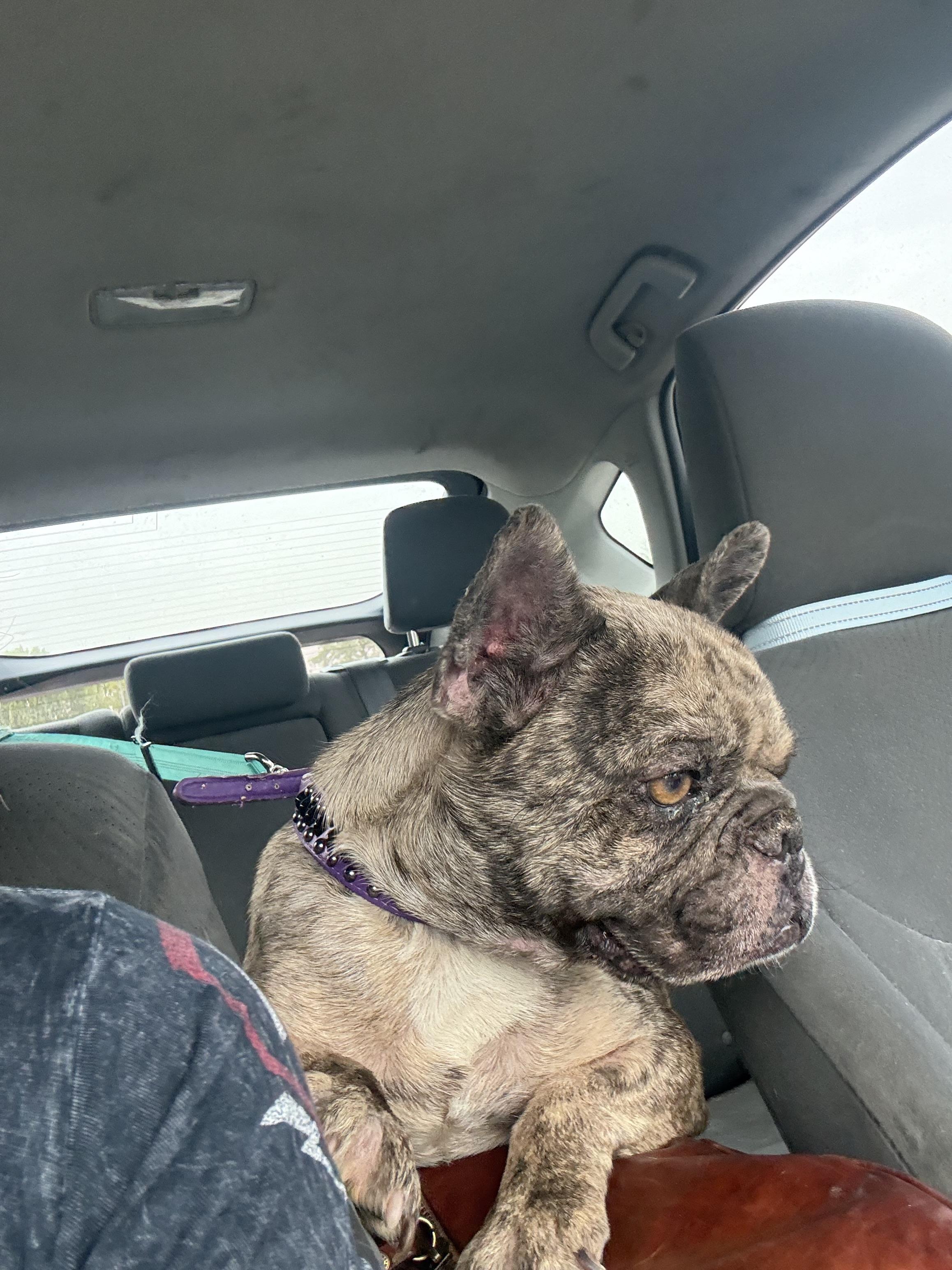 Enlarge Baja, a Adoptable French Bulldog in Mesa, AZ image 3/6