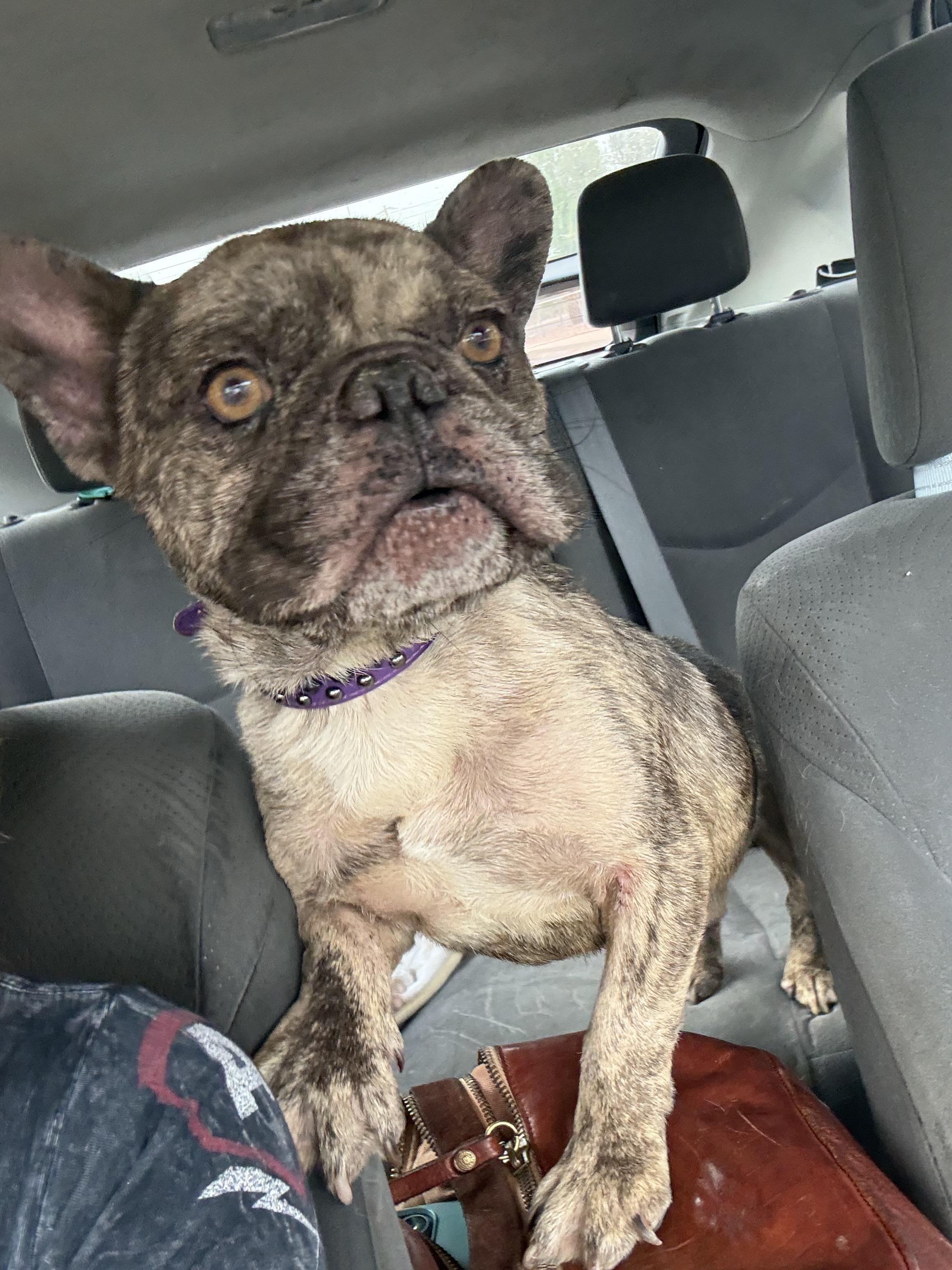 Enlarge Baja, a Adoptable French Bulldog in Mesa, AZ image 4/6
