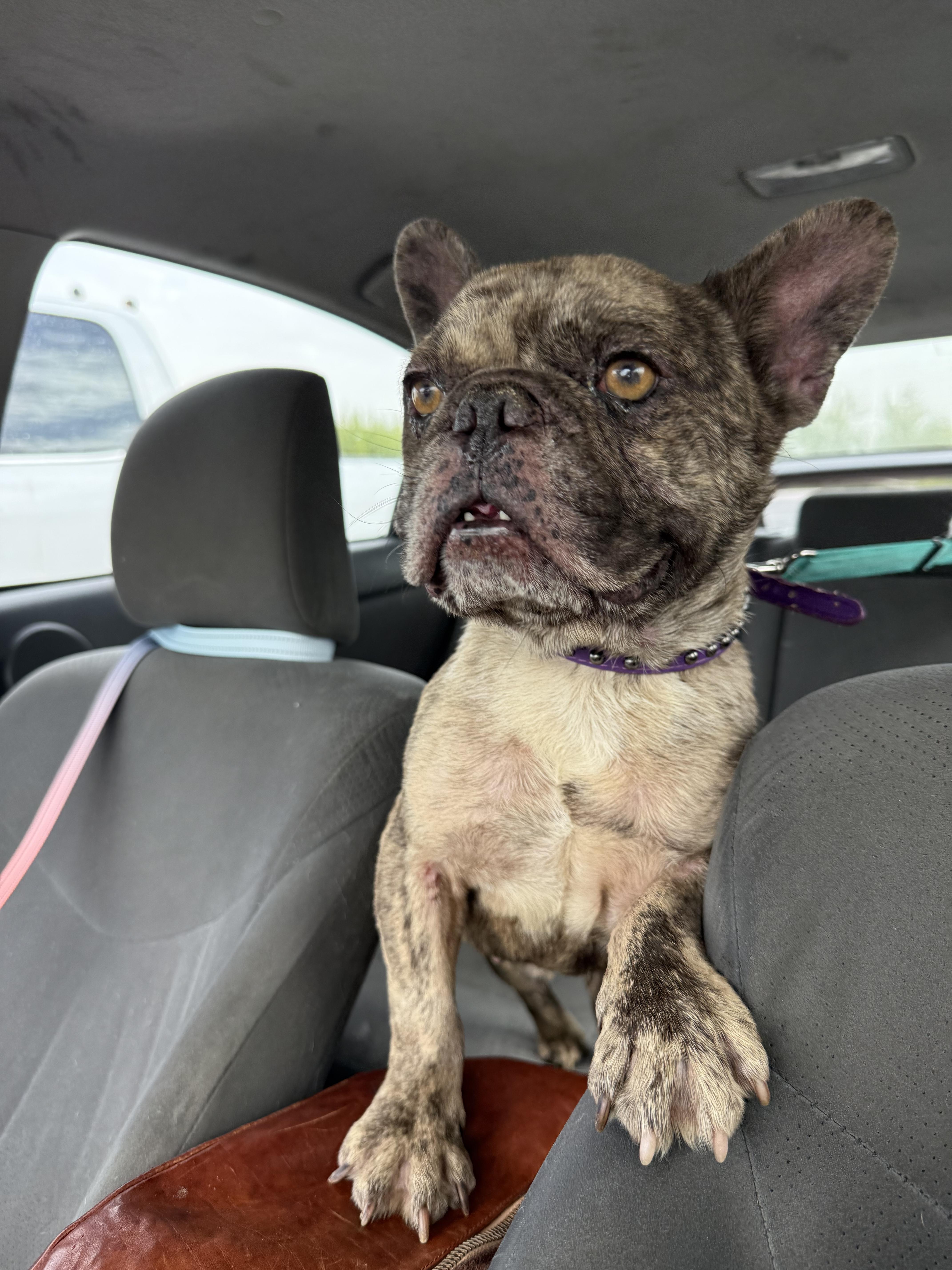 Enlarge Baja, a Adoptable French Bulldog in Mesa, AZ image 5/6