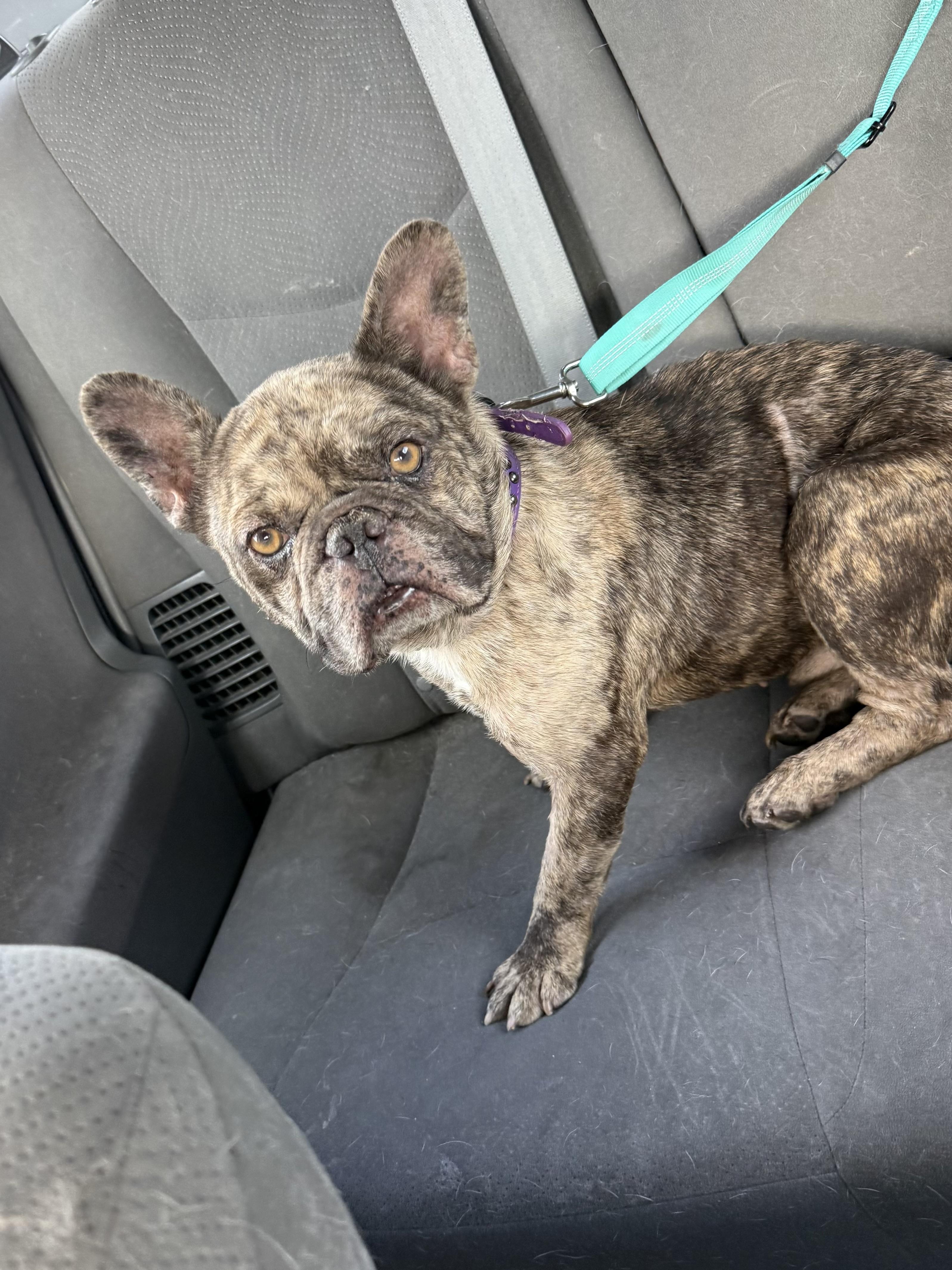 Enlarge Baja, a Adoptable French Bulldog in Mesa, AZ image 6/6