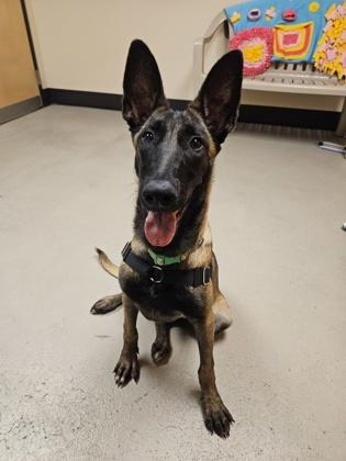 Pepita, an adoptable Belgian Shepherd / Malinois in Bellingham, WA, 98226 | Photo Image 3