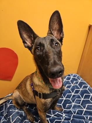 Pepita, an adoptable Belgian Shepherd / Malinois in Bellingham, WA, 98226 | Photo Image 1