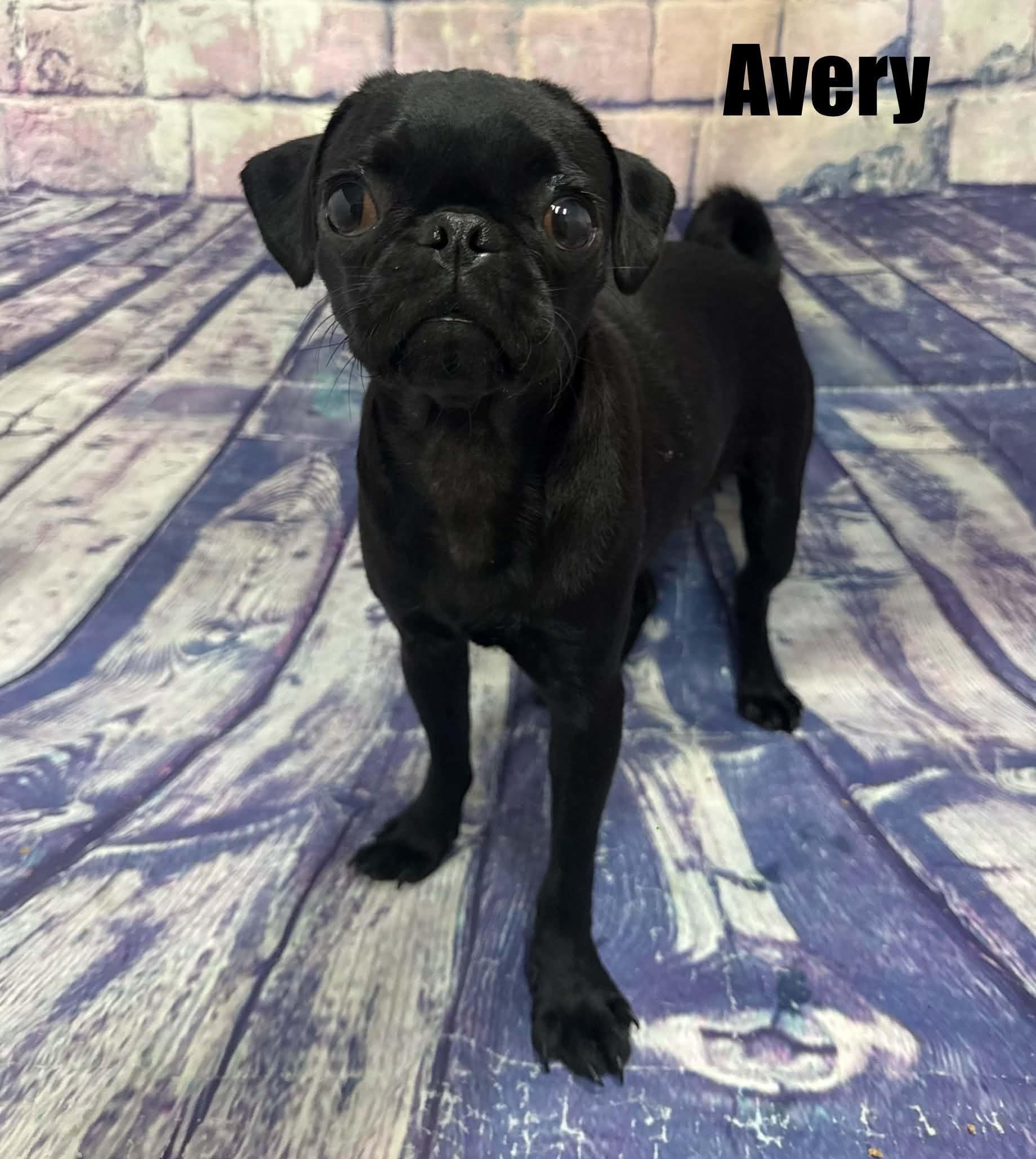 Enlarge Avery, a Adoptable Pug in Quincy, MI image 3/3