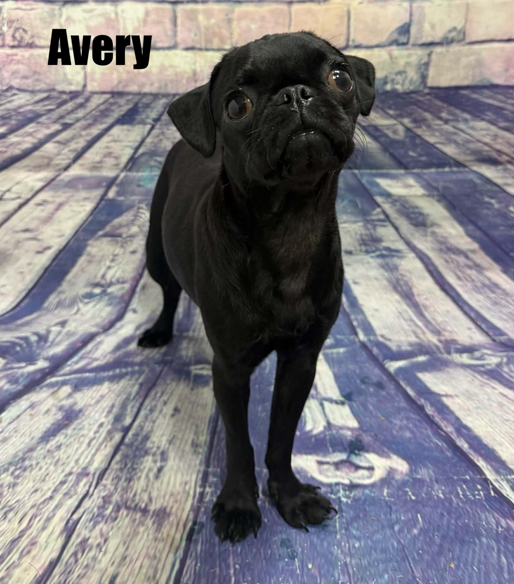 Avery, Adoptable, Young Female Pug.