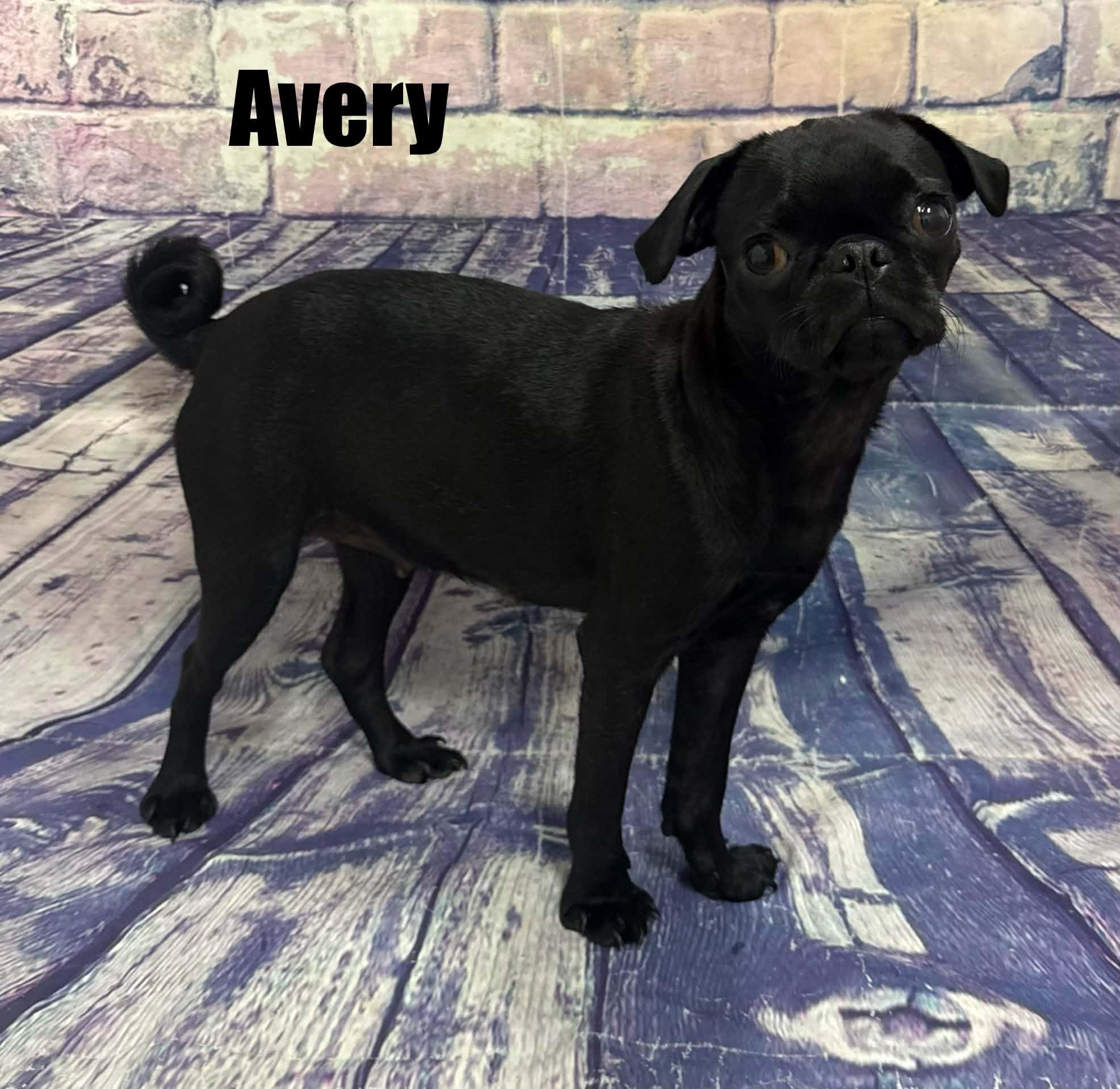 Enlarge Avery, a Adoptable Pug in Quincy, MI image 2/3
