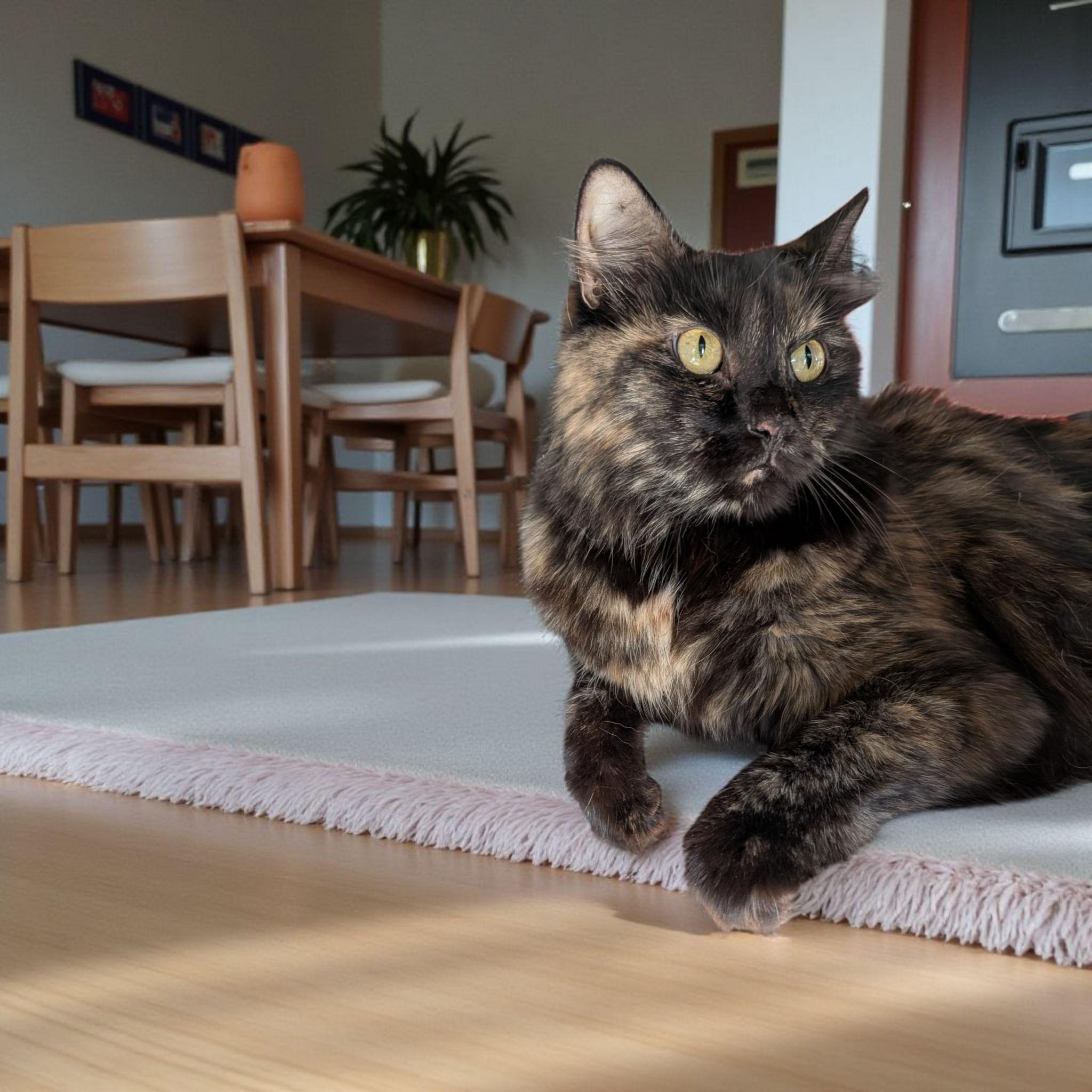 Raven MD, an adopted Tortoiseshell in Hagerstown, MD image 2/4