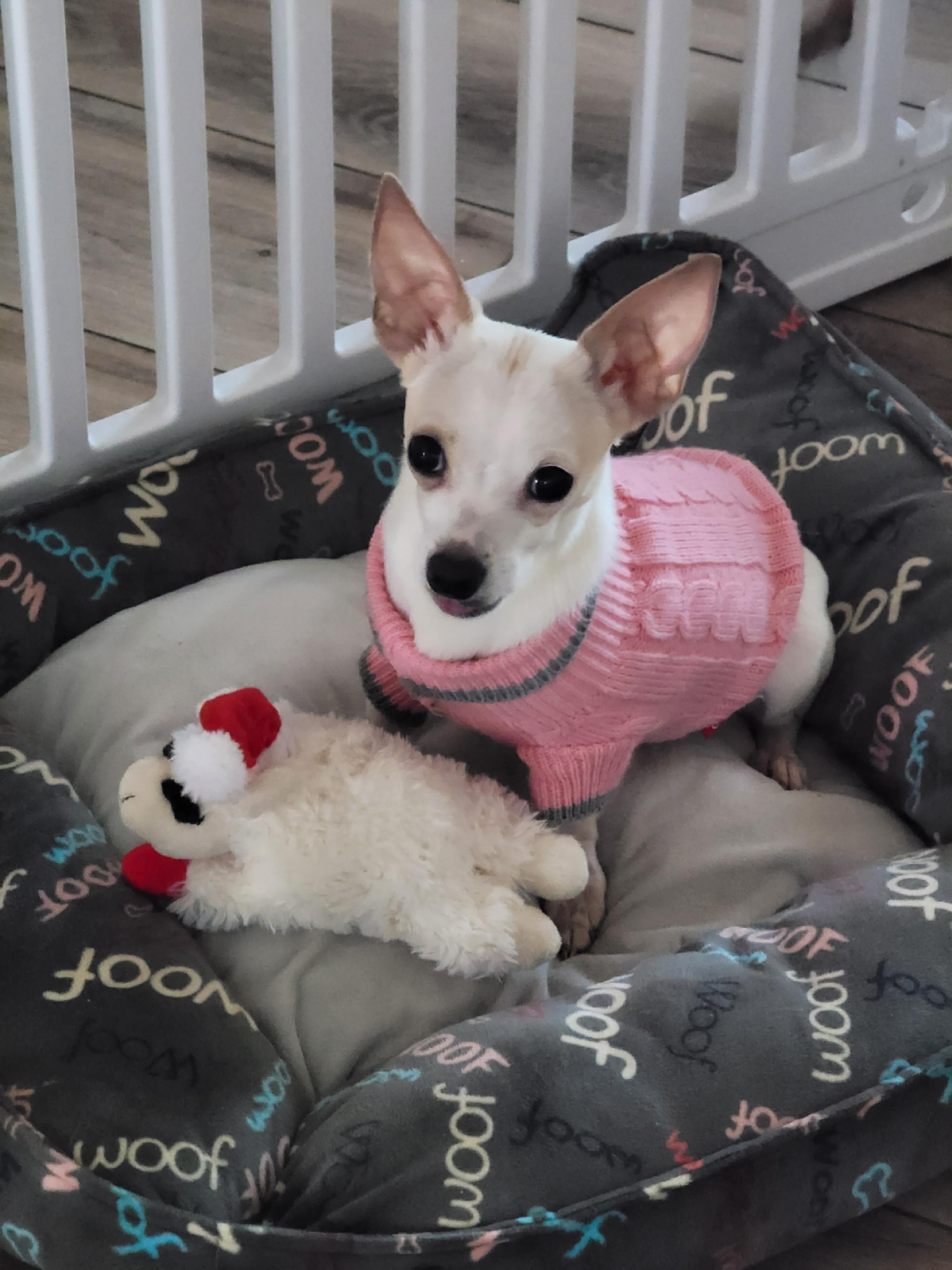 Lola, a ADOPTABLE mixed breed in Midlothian, VA image 2/4