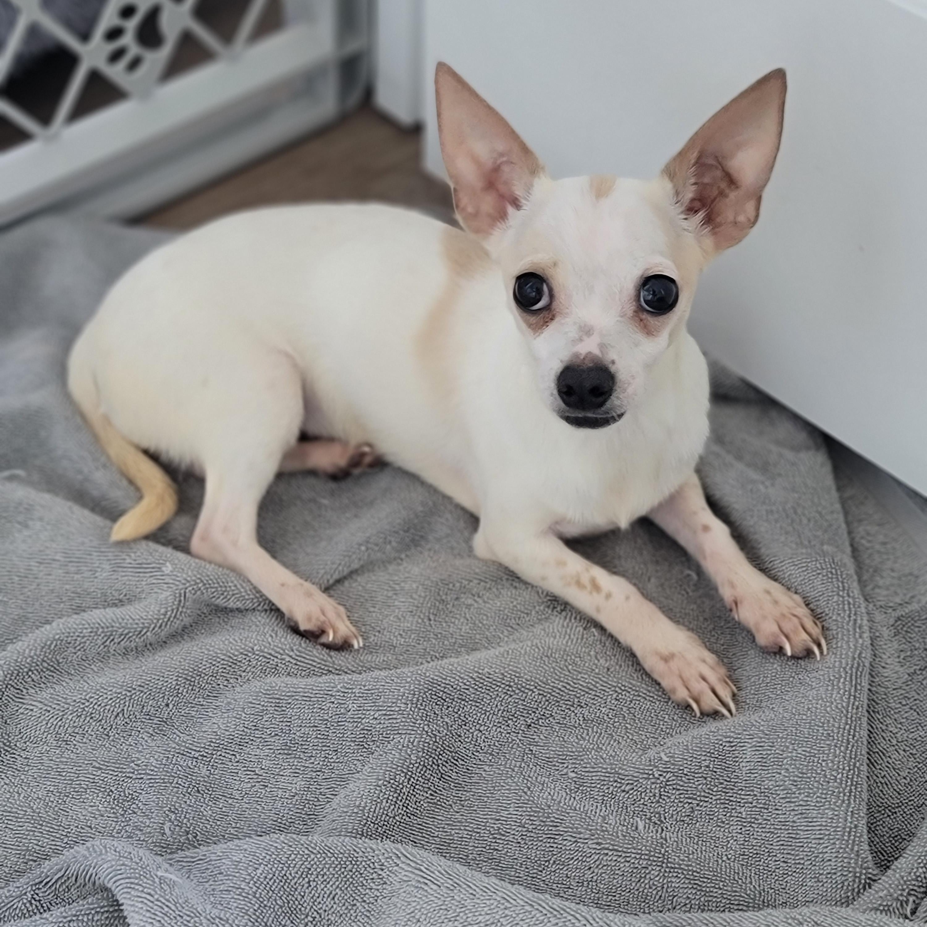 Lola, ADOPTABLE, Puppy Female Mixed Breed & Chihuahua.