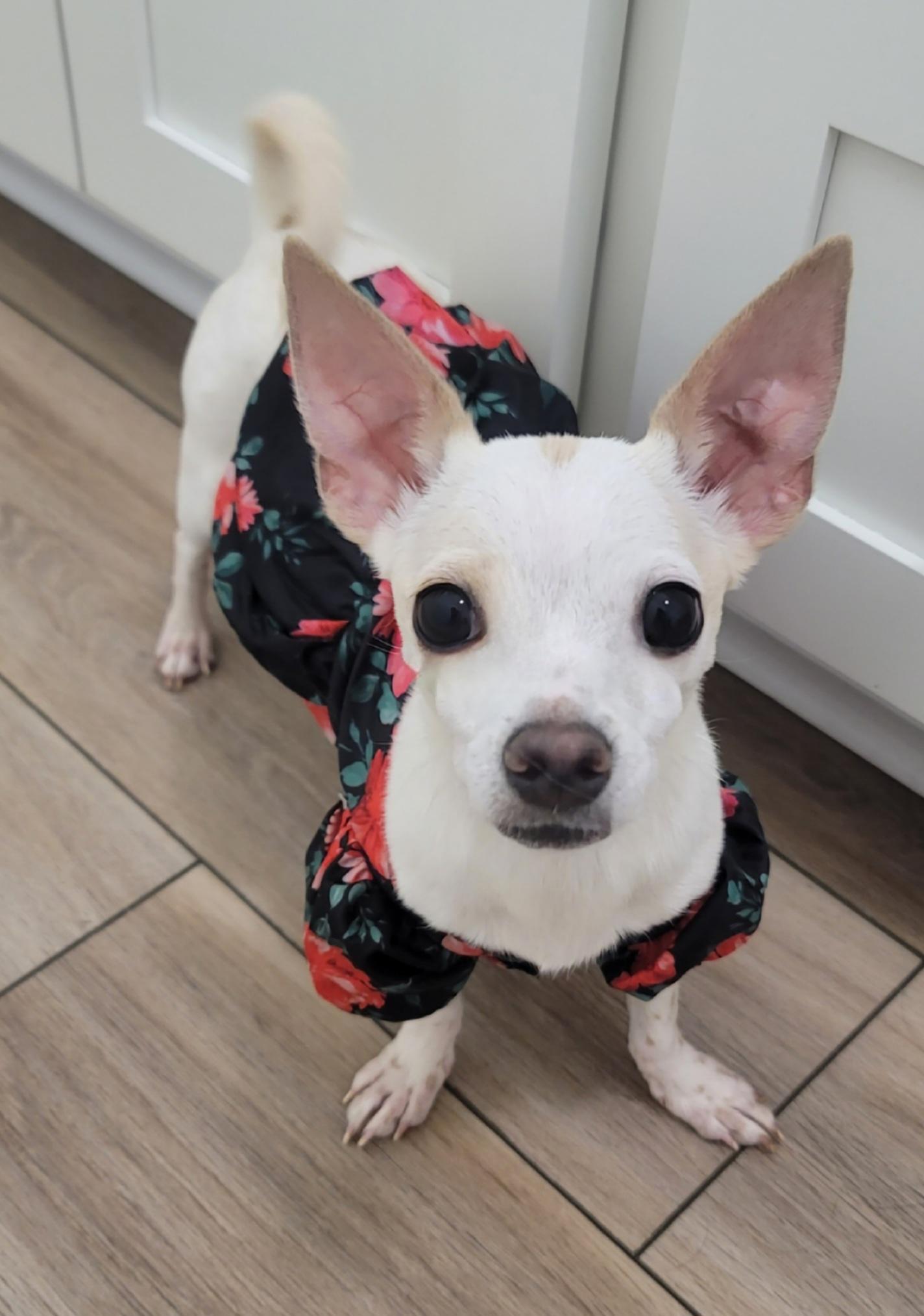 Lola, a ADOPTABLE mixed breed in Midlothian, VA image 4/4