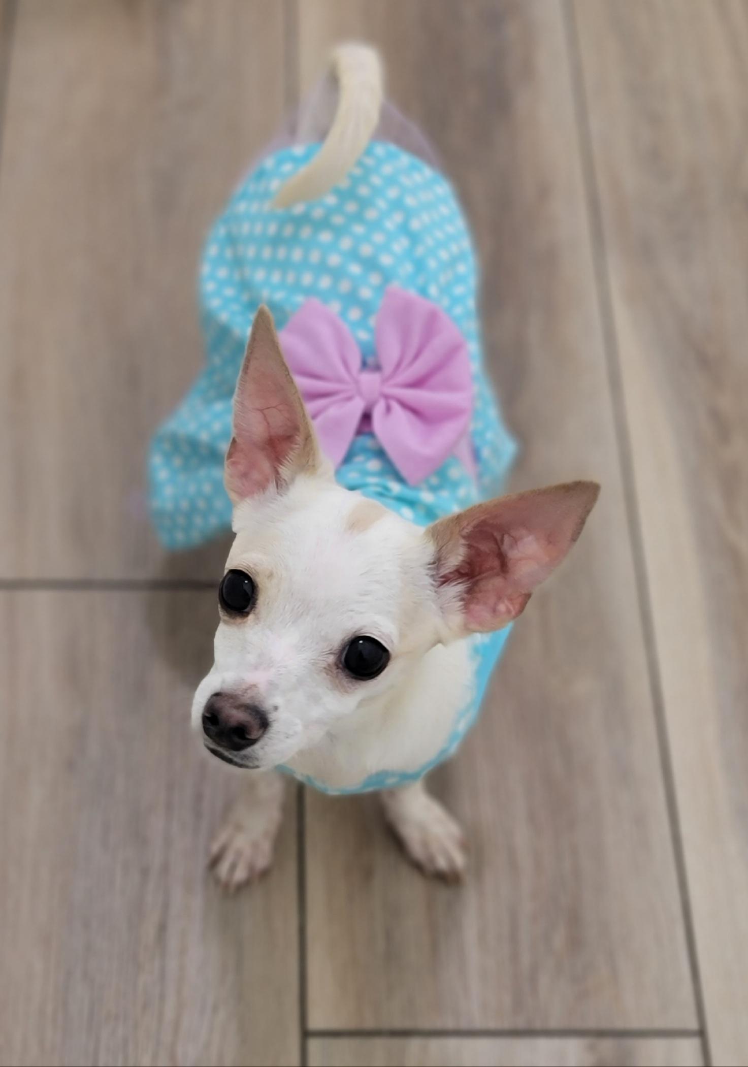 Lola, a ADOPTABLE mixed breed in Midlothian, VA image 3/4