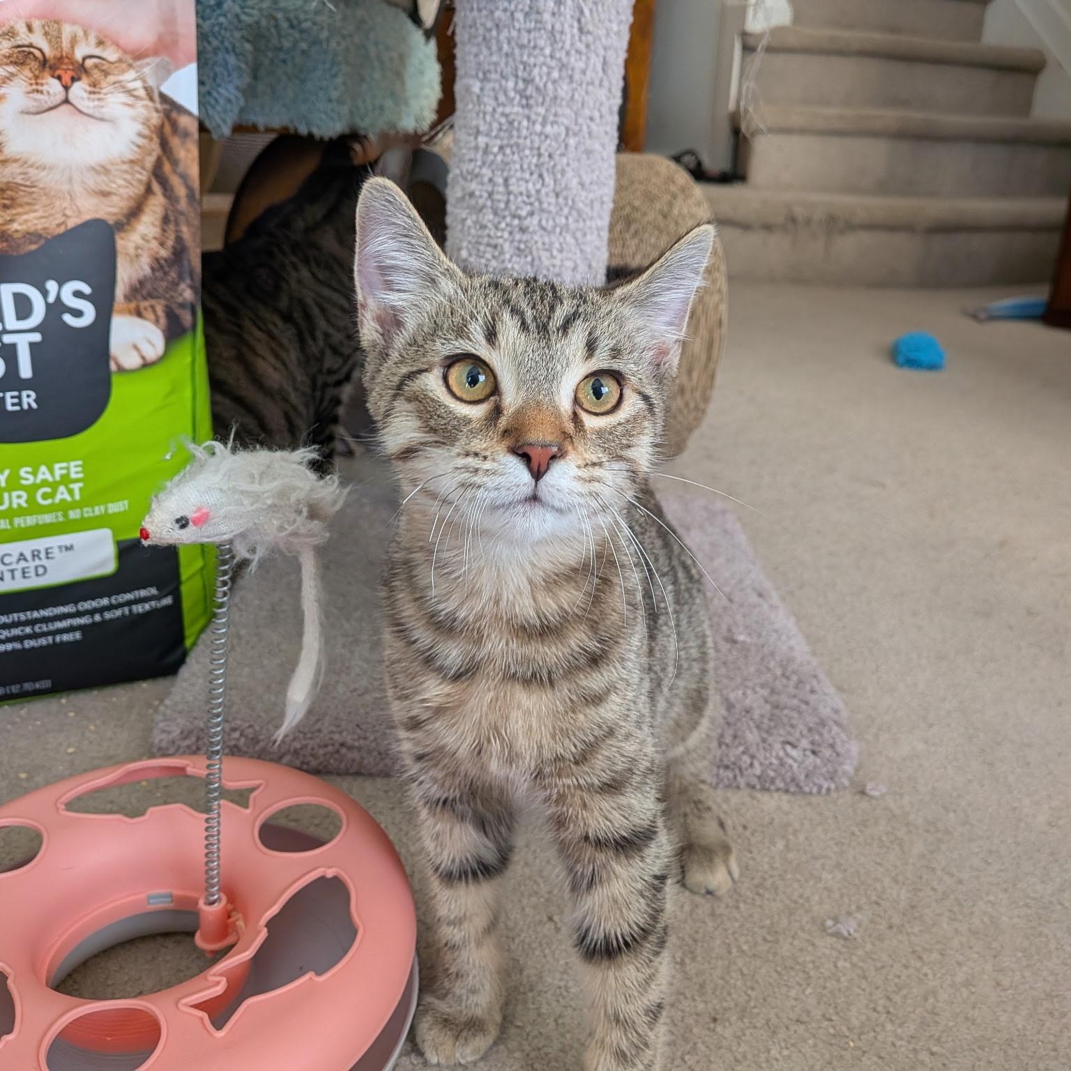 Tinkerbell, Adoptable, Kitten Female Domestic Short Hair.