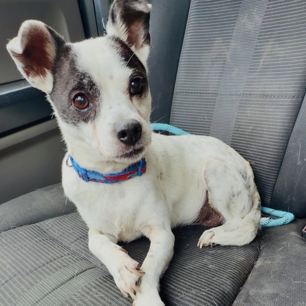 Izzy, adopted, Adult Female Chihuahua.