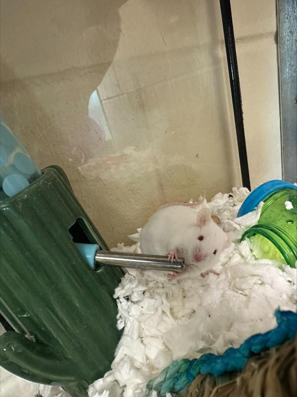 Epwex, Adoptable, Young Male Mouse.