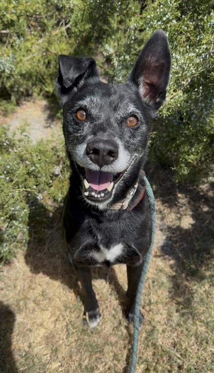 Enlarge Russ, a Adoptable mixed breed in Irving, TX image 1/2