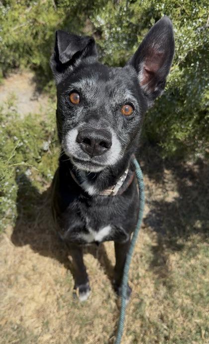 Enlarge Russ, a Adoptable mixed breed in Irving, TX image 2/2