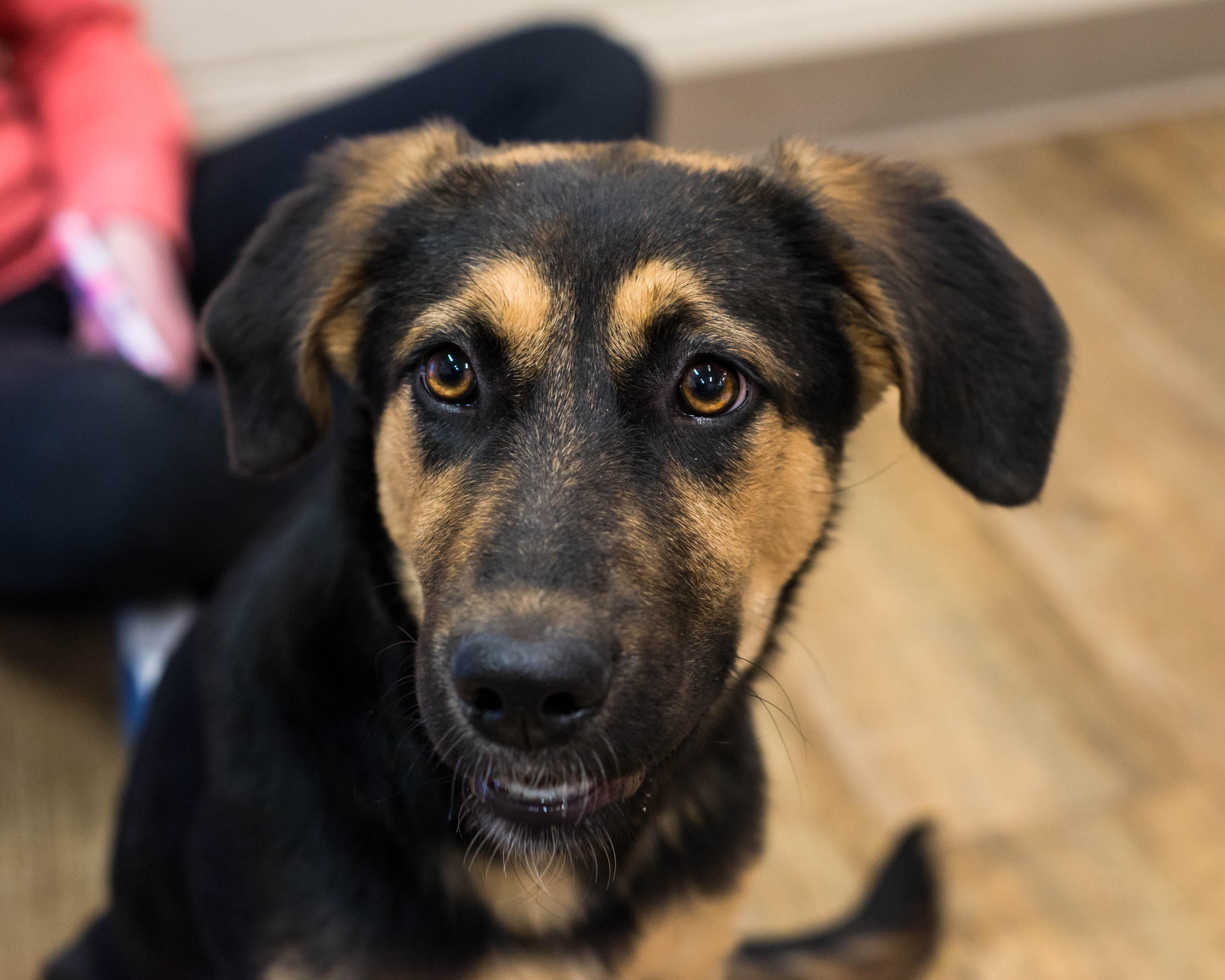 Maiden, adopted, Puppy Female German Shepherd Dog.