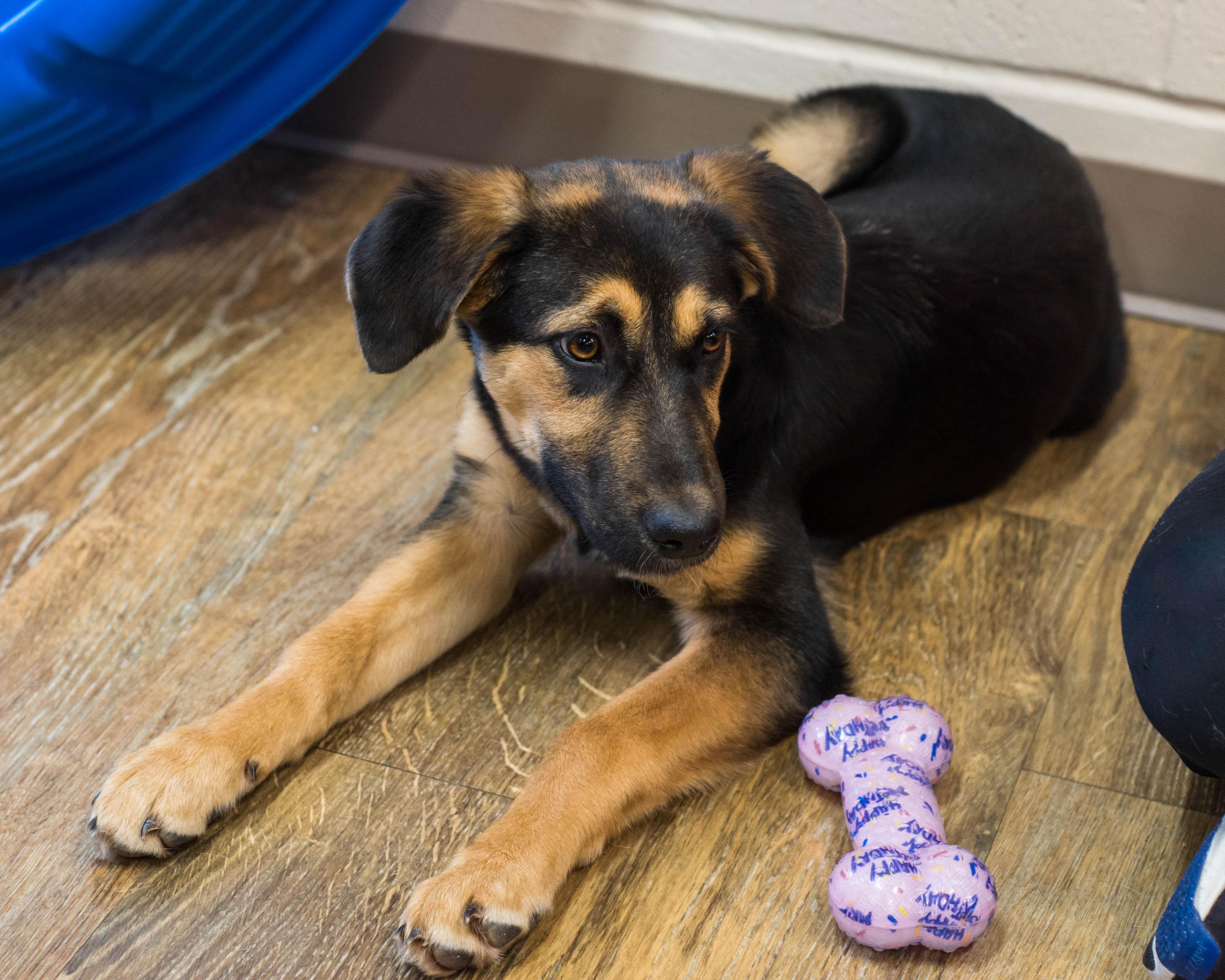 Enlarge Maiden, an adopted mixed breed in Mont Belvieu, TX image 2/2