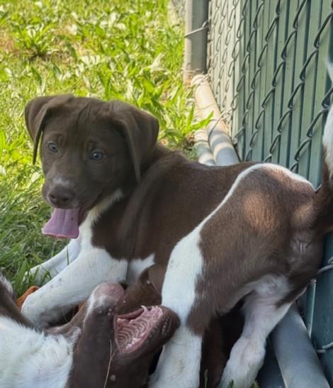 Enlarge A209808, a Adoptable mixed breed in Olivehurst, CA image 1/1