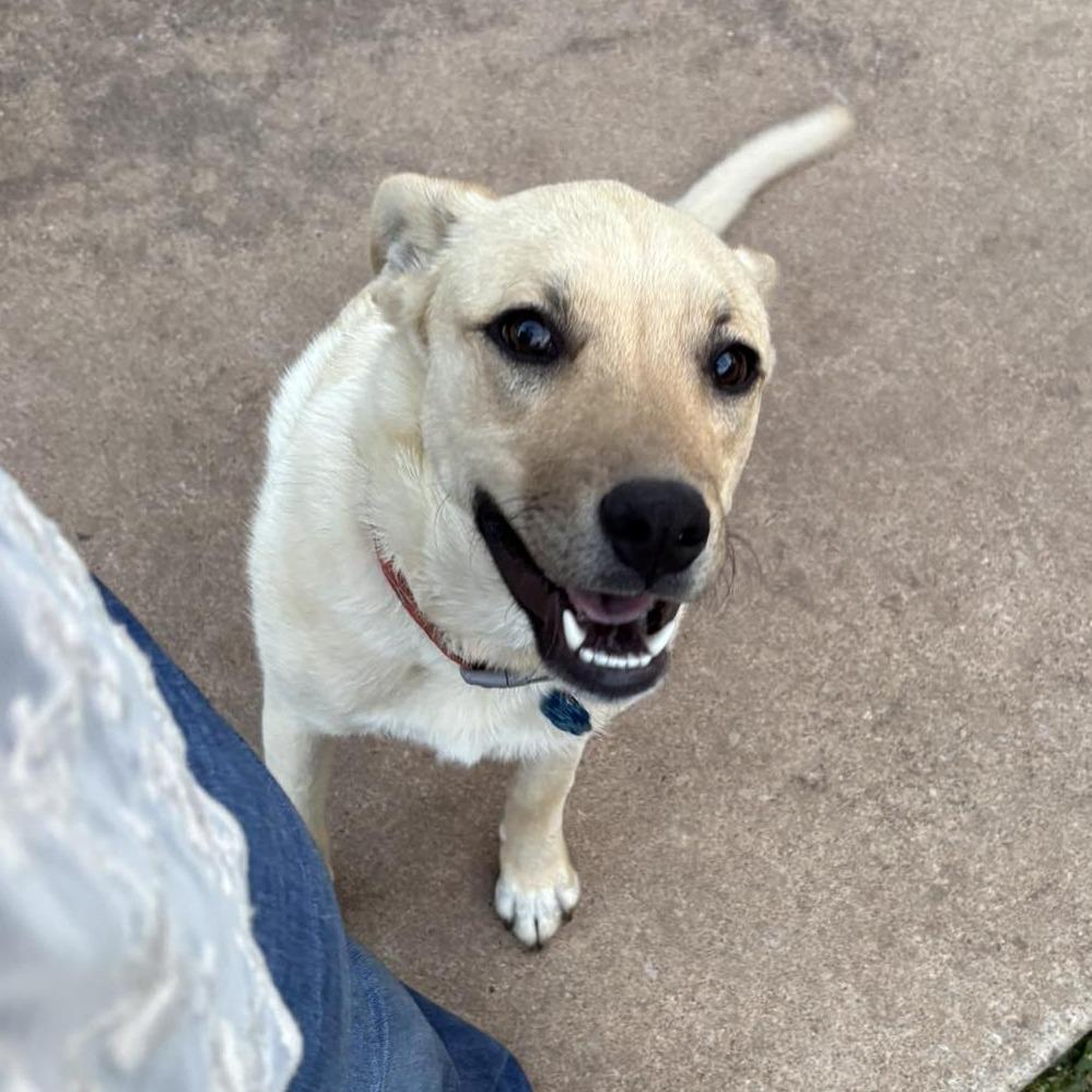 Cleo (CL), Adoptable, Young Female Mixed Breed.