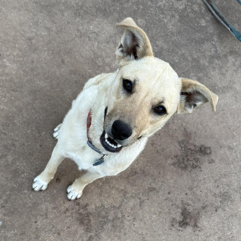 Enlarge Cleo (CL), a Adoptable Mixed Breed in Newcastle, OK image 2/2