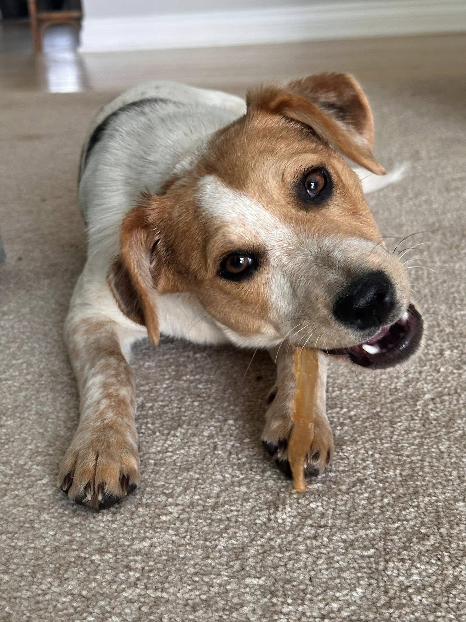 Chile, a Adoptable Jack Russell Terrier in Bloomfield Hills, MI image 1/3