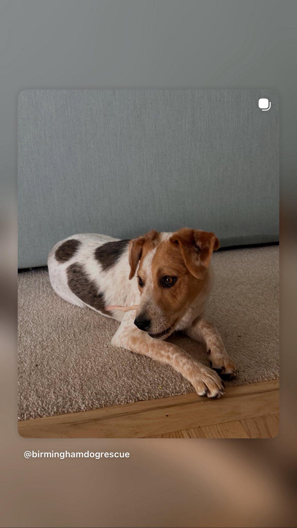 Chile, a Adoptable Jack Russell Terrier in Bloomfield Hills, MI image 2/3