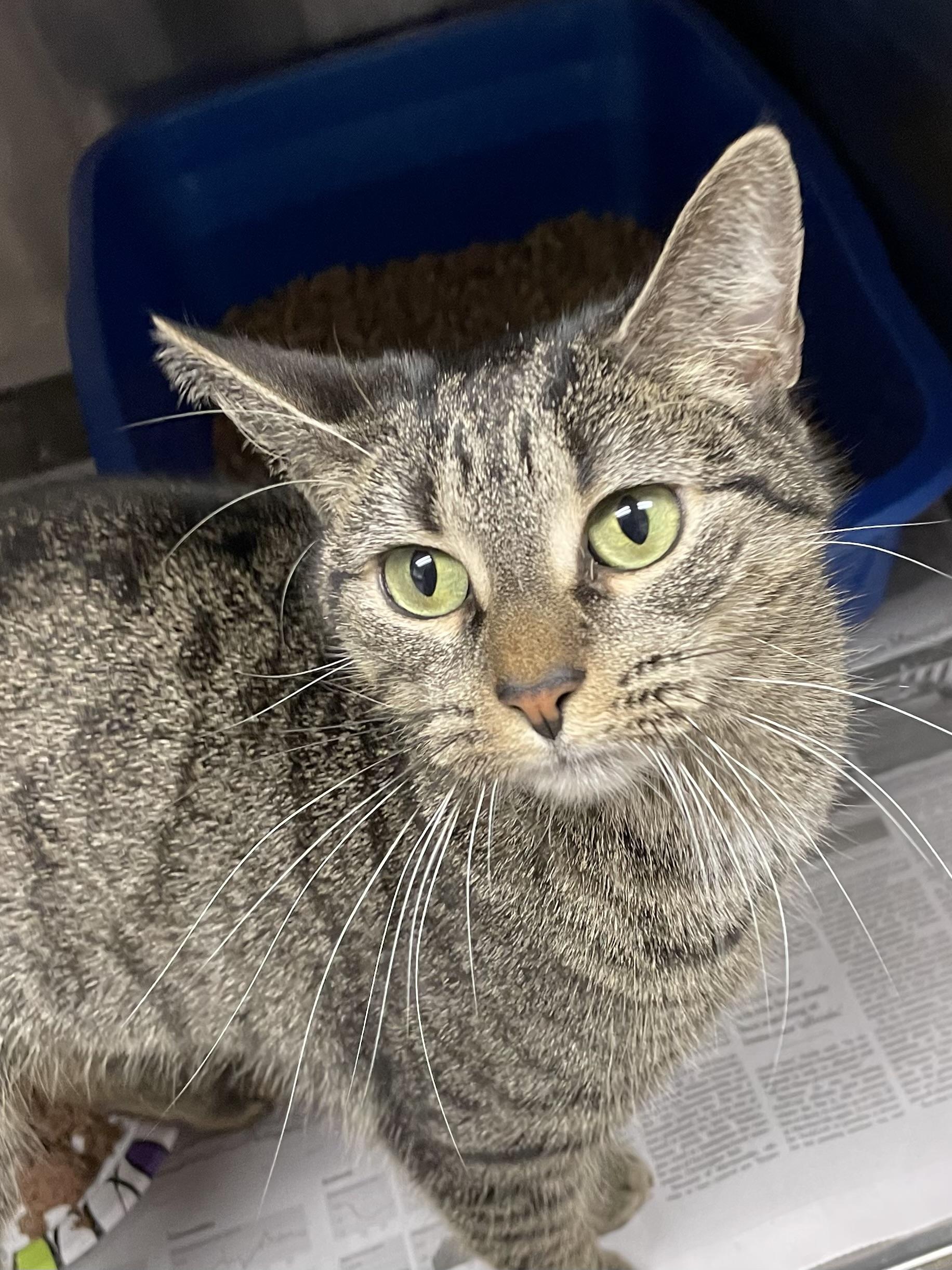 Enlarge Lilac, an adopted Tabby in North Kingstown, RI image 1/5