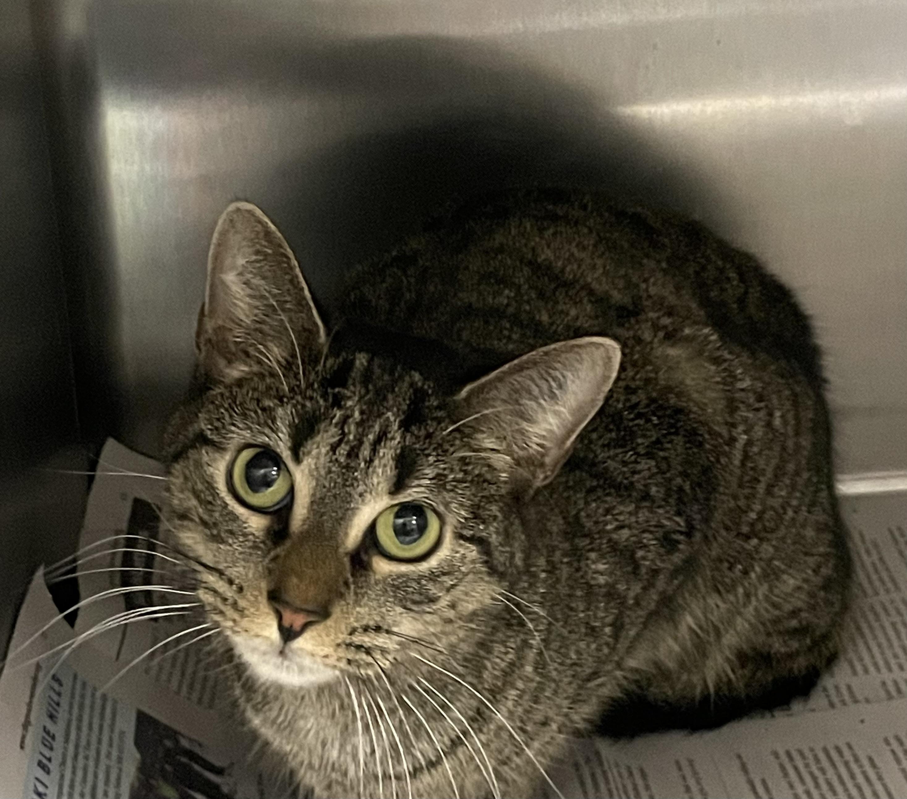 Enlarge Lilac, an adopted Tabby in North Kingstown, RI image 3/5