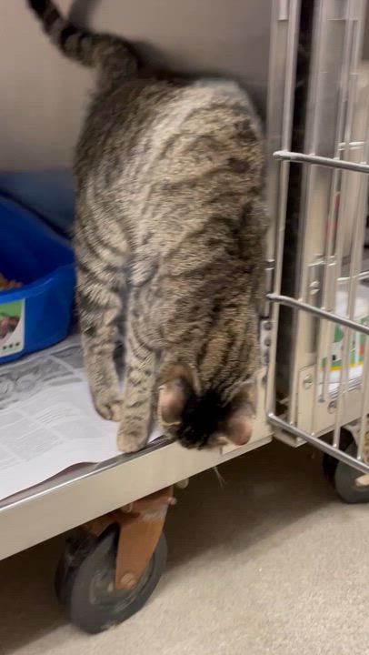 Enlarge Lilac, an adopted Tabby in North Kingstown, RI video 2/5