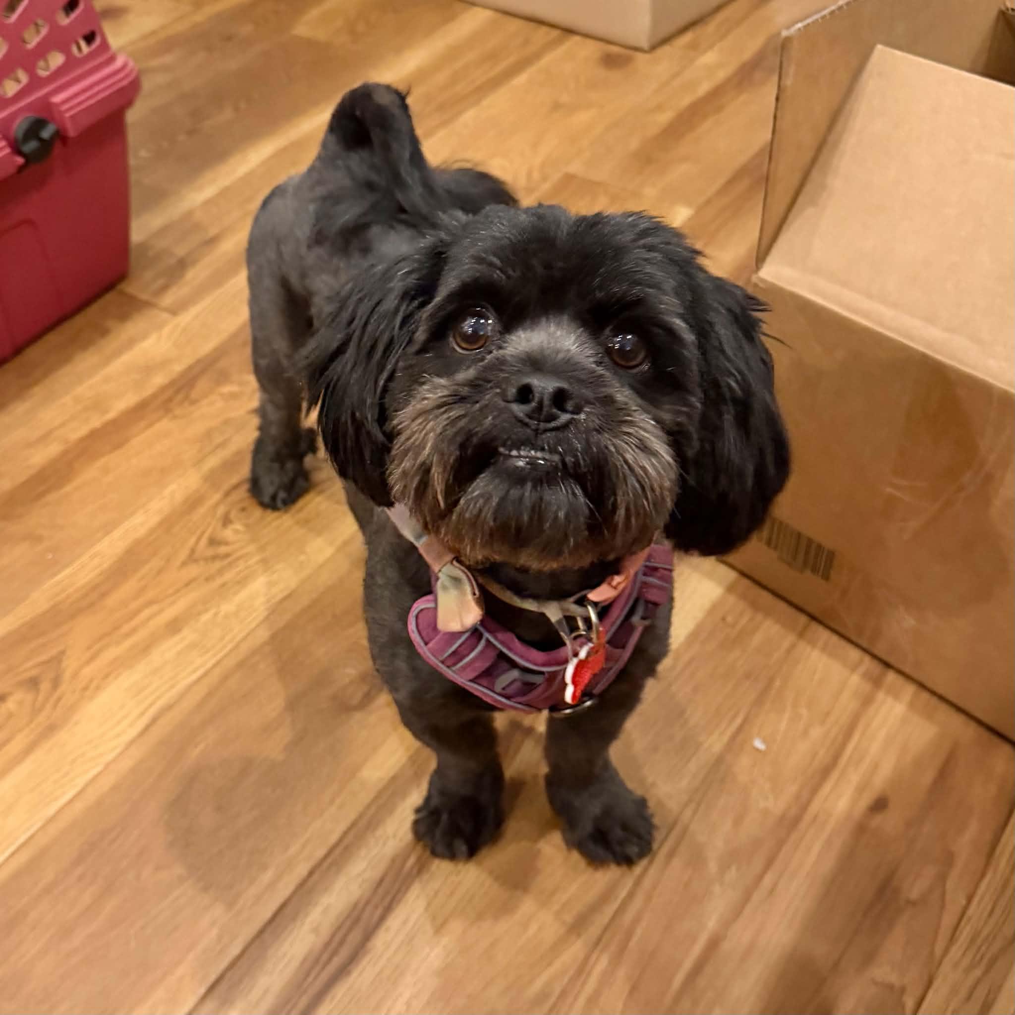 Meela, adopted, Adult Female Havanese & Shih Tzu.