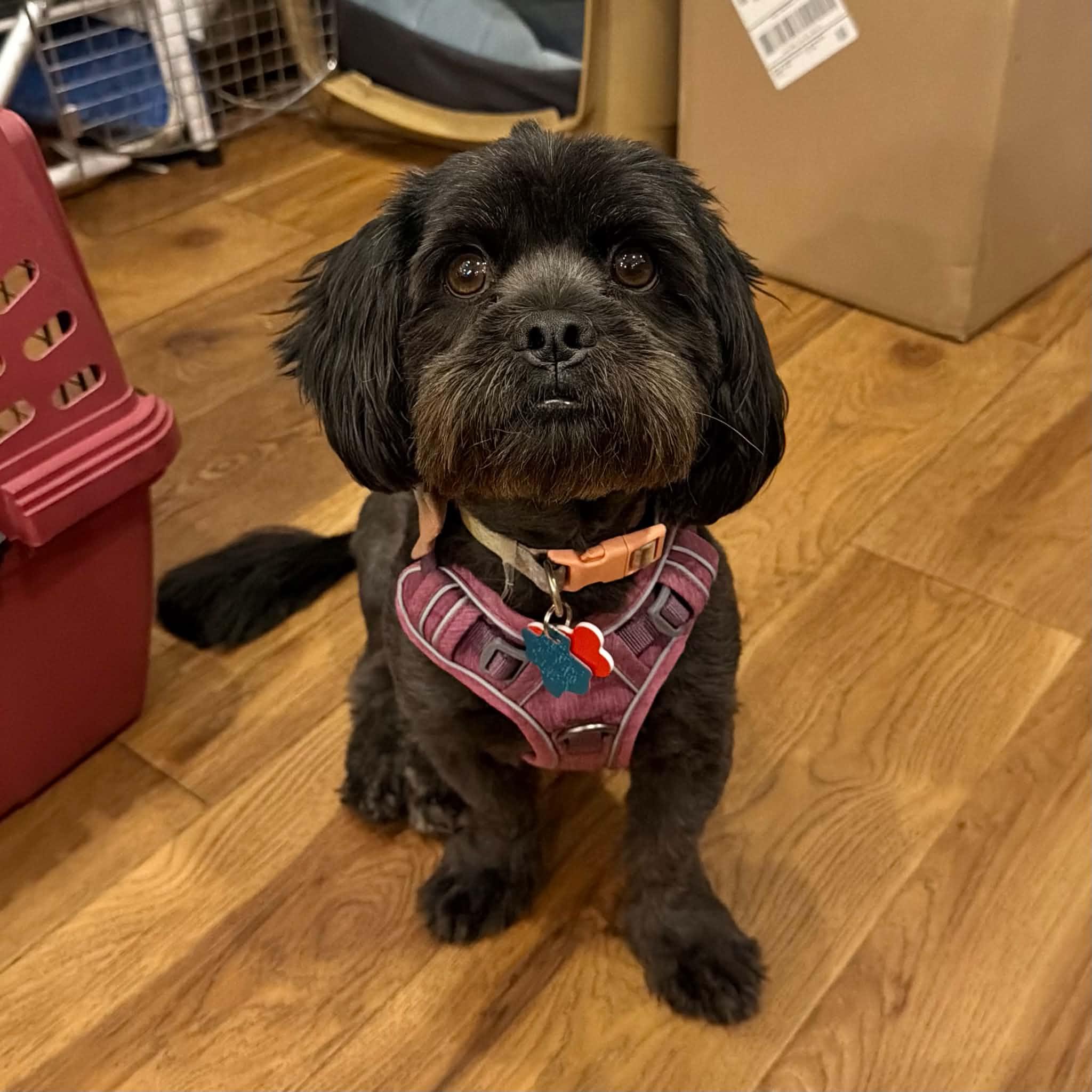 Meela, an adopted mixed breed in Boulder, CO image 3/6