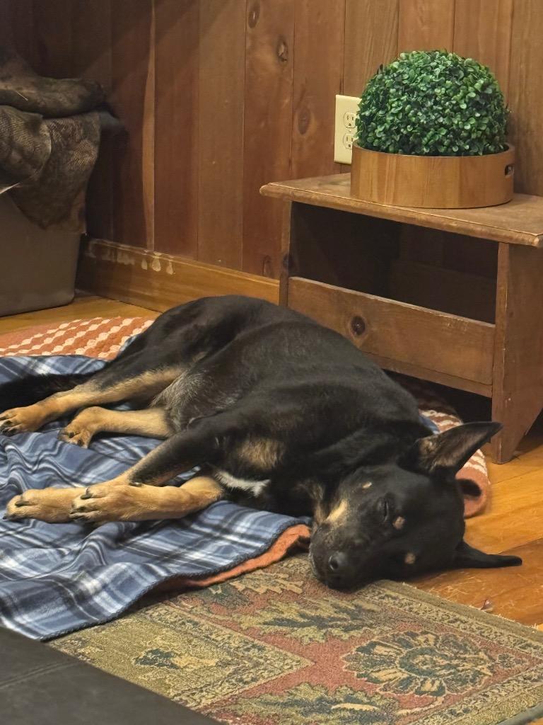 Enlarge Star, a Adoptable German Shepherd Dog in Camden, TN image 1/2