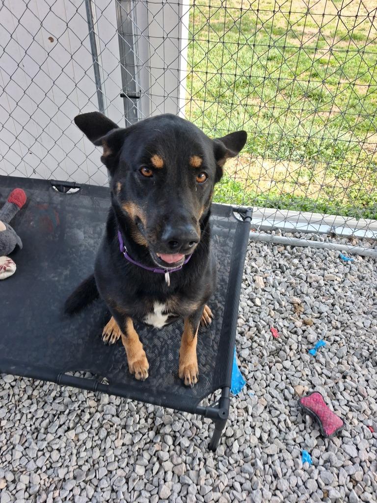 Enlarge Star, a Adoptable German Shepherd Dog in Camden, TN image 2/2