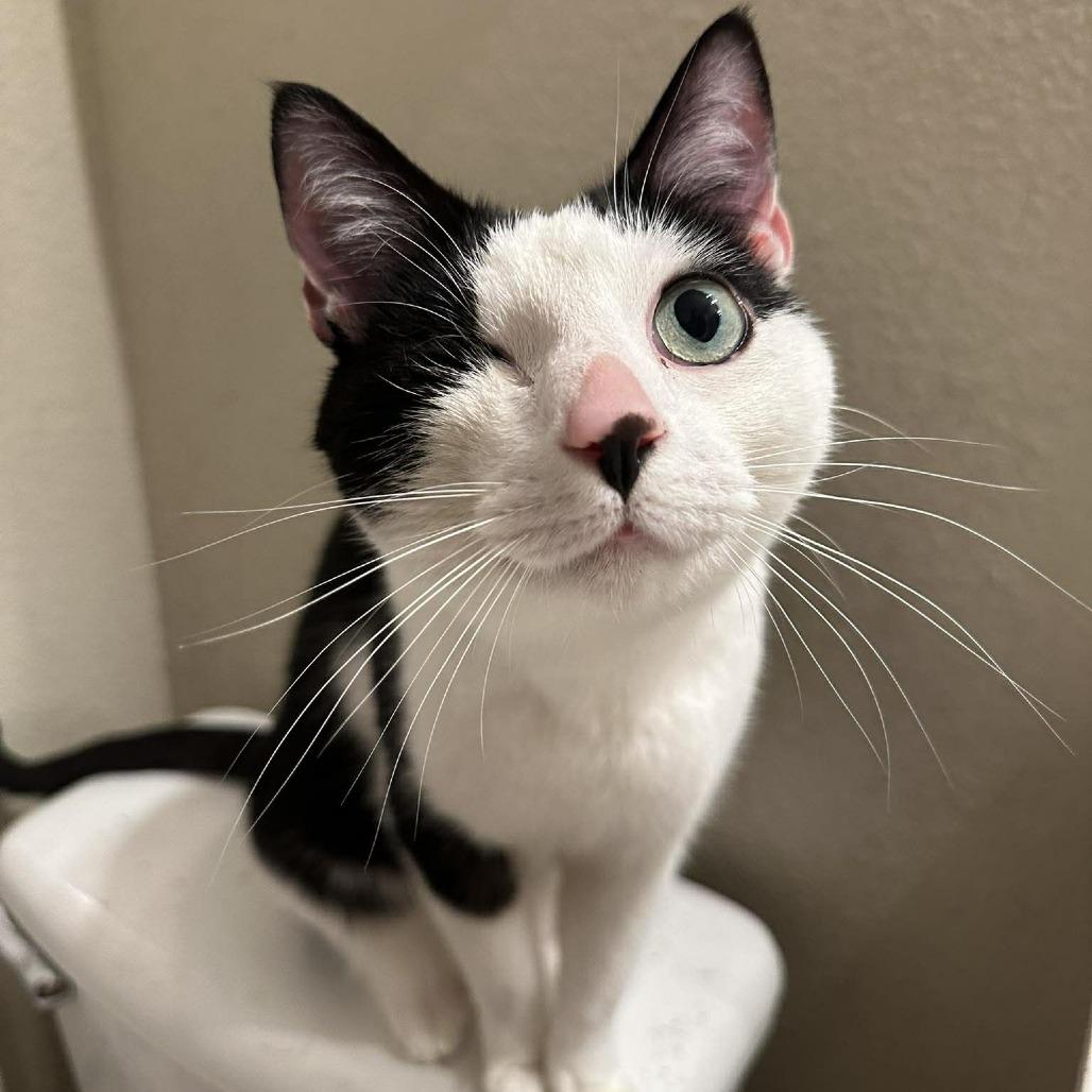 Comet, Adoptable, Adult Male American Shorthair.