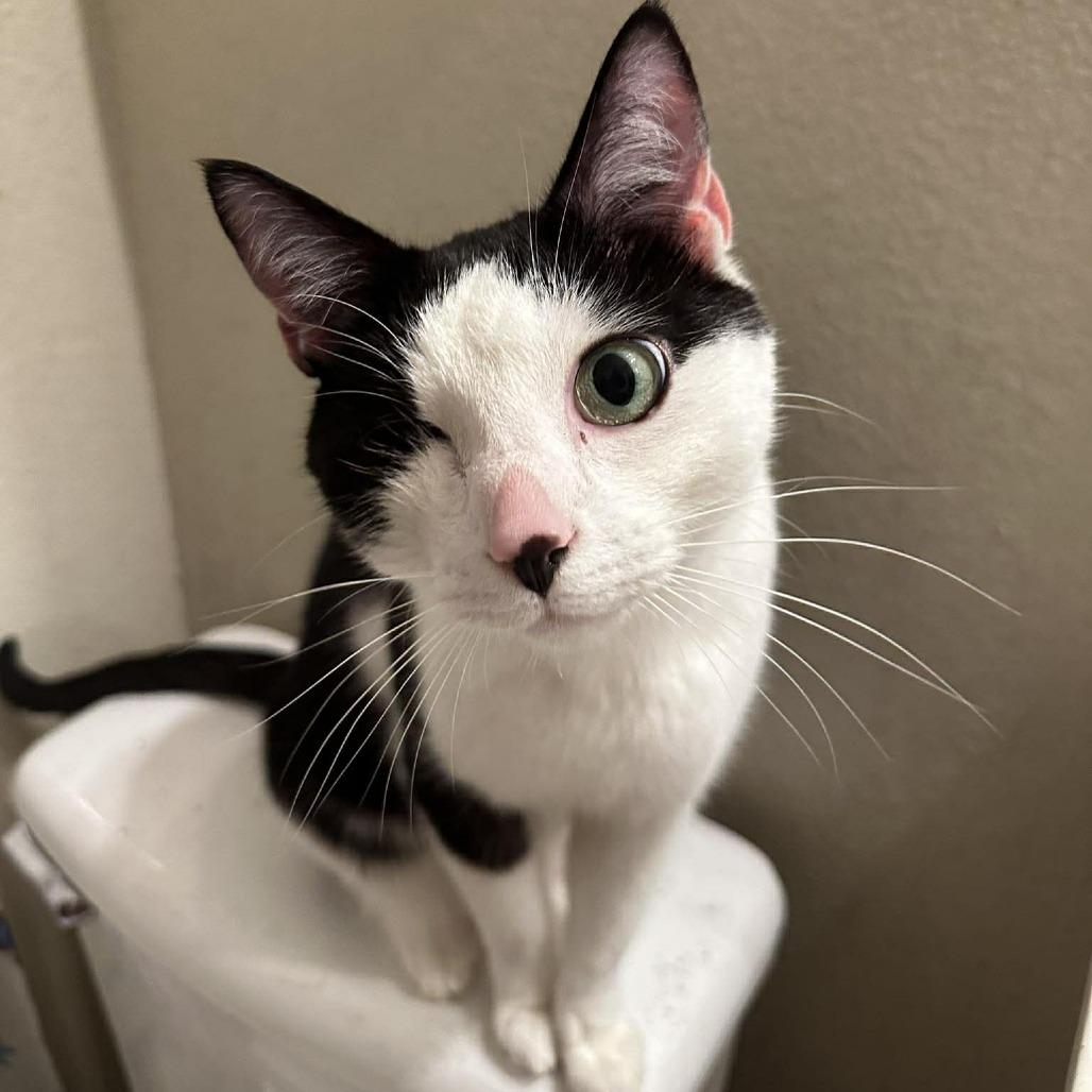 Enlarge Comet, a Adoptable American Shorthair in Tampa, FL image 2/6