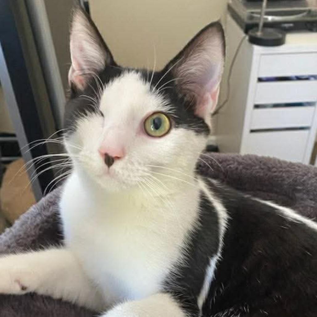 Enlarge Comet, a Adoptable American Shorthair in Tampa, FL image 3/6