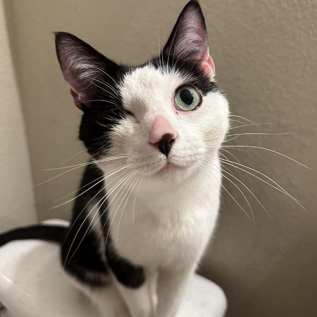 Enlarge Comet, a Adoptable American Shorthair in Tampa, FL image 4/6