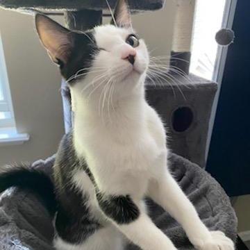 Enlarge Comet, a Adoptable American Shorthair in Tampa, FL image 5/6