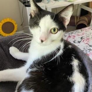 Enlarge Comet, a Adoptable American Shorthair in Tampa, FL image 6/6