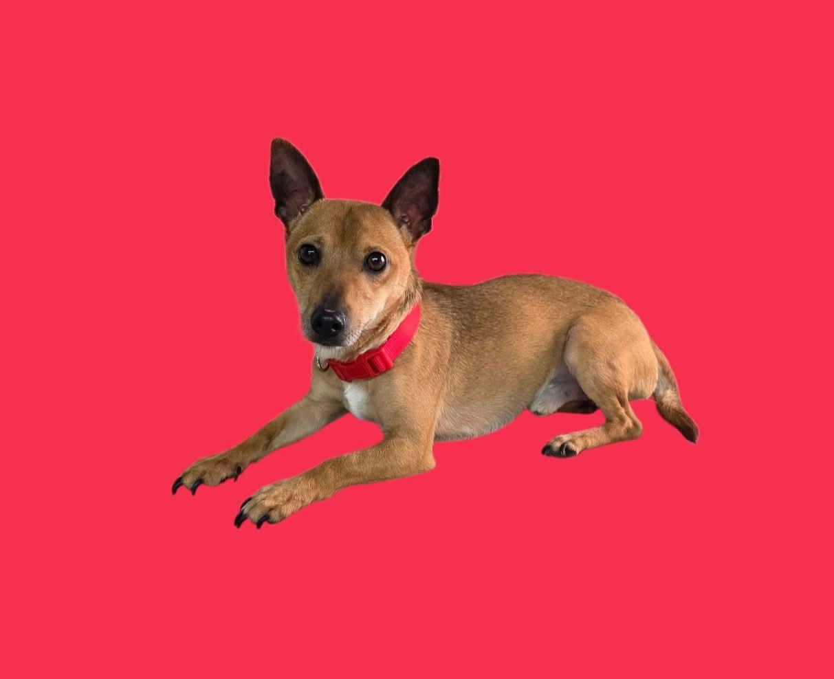 Enlarge Adam - PENDING, a ADOPTABLE mixed breed in Dallas, GA image 1/1