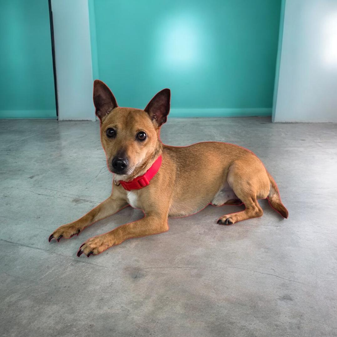 Adam, ADOPTABLE, Adult Male Chihuahua & Jack Russell Terrier.