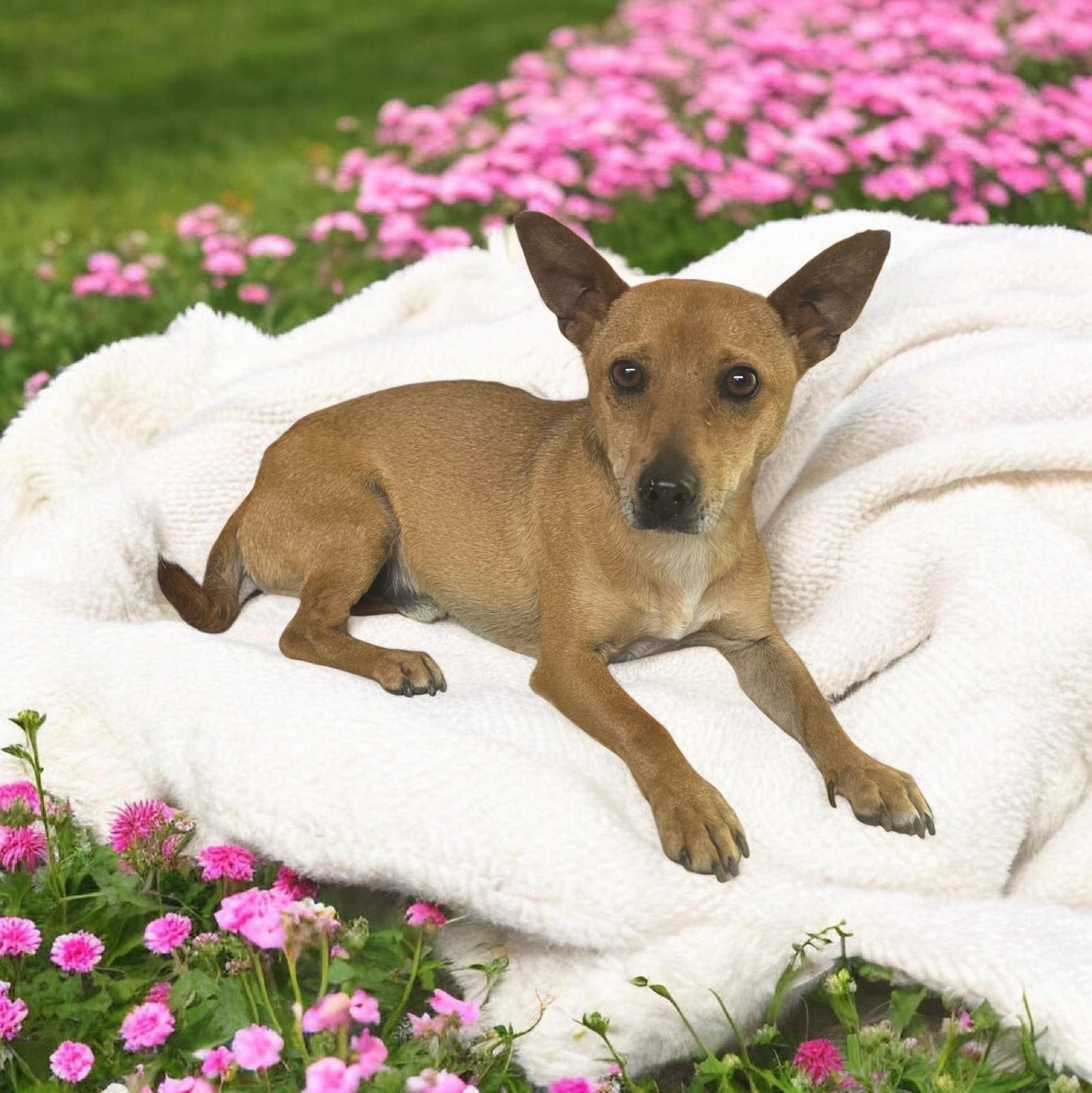 Adam, ADOPTABLE, Adult Male Chihuahua & Jack Russell Terrier.