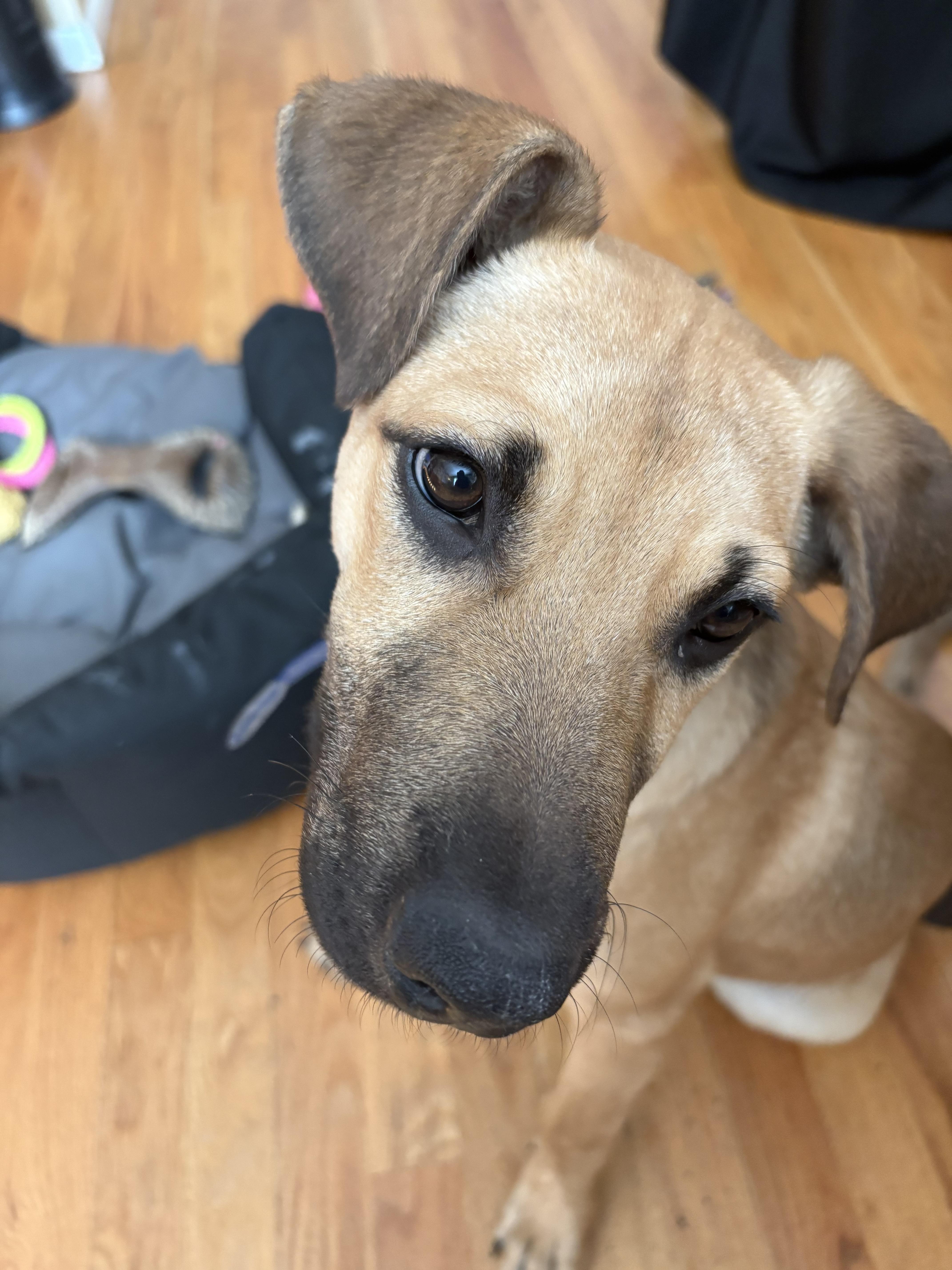 18-26 Bucky, ADOPTABLE, Young Male Black Mouth Cur.