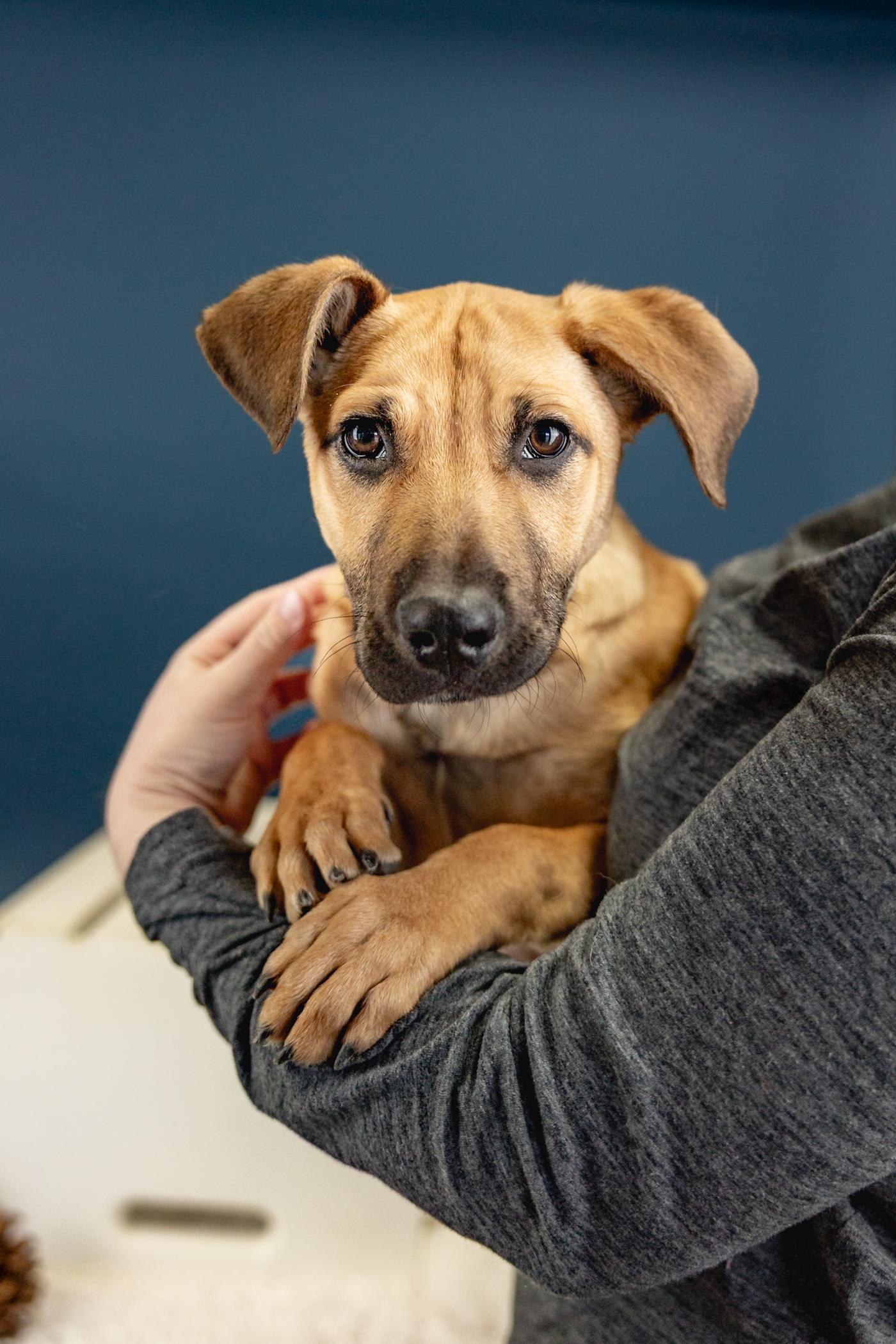 Enlarge 18-26 Bucky, a ADOPTABLE mixed breed in Brighton, CO image 1/1