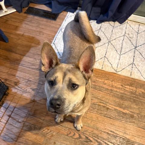 Rogue, a Adoptable Mixed Breed in Greenfield, IN image 1/5