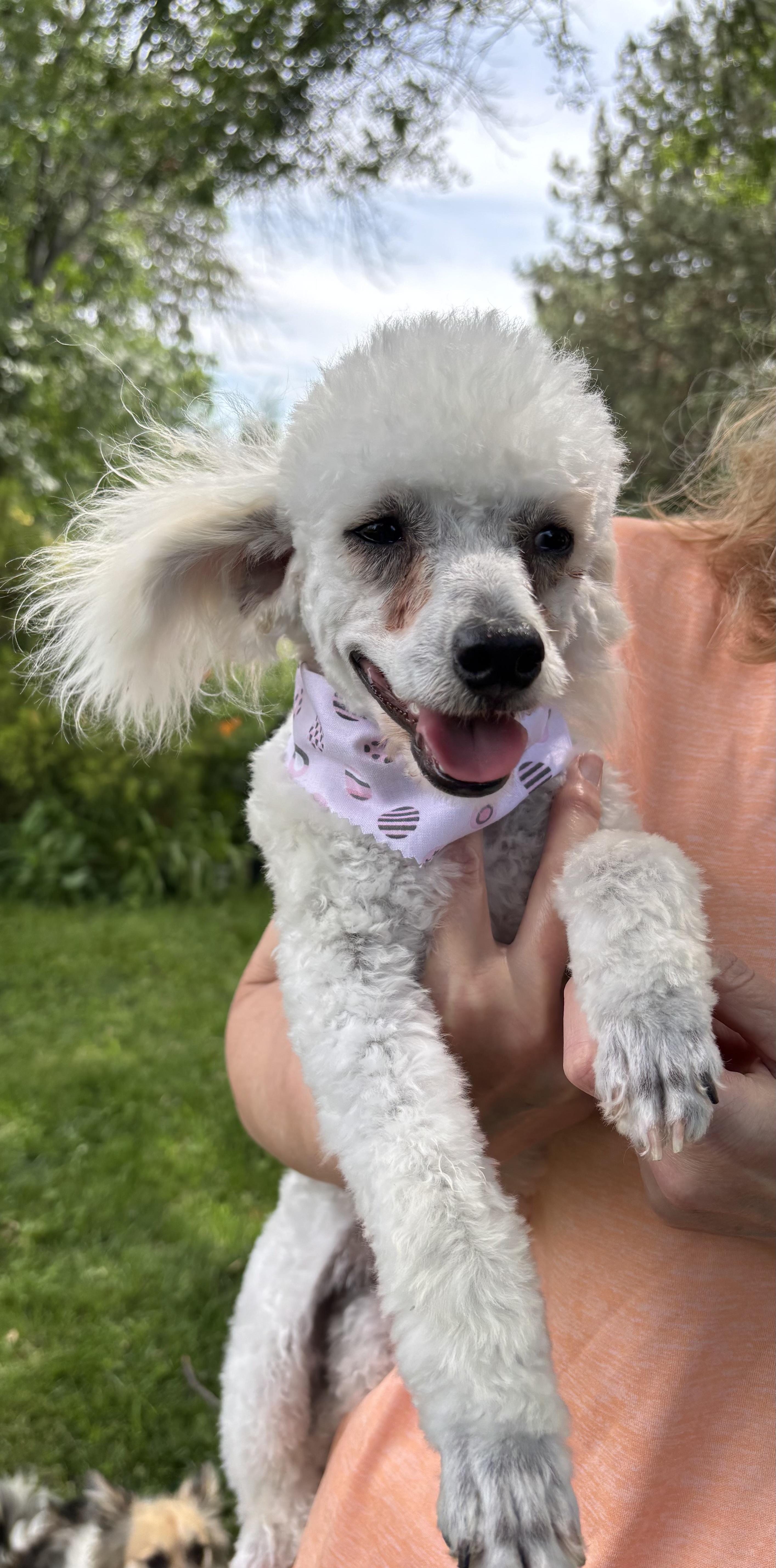 Enlarge Jersey, a ADOPTABLE mixed breed in Overland Park, KS image 2/3