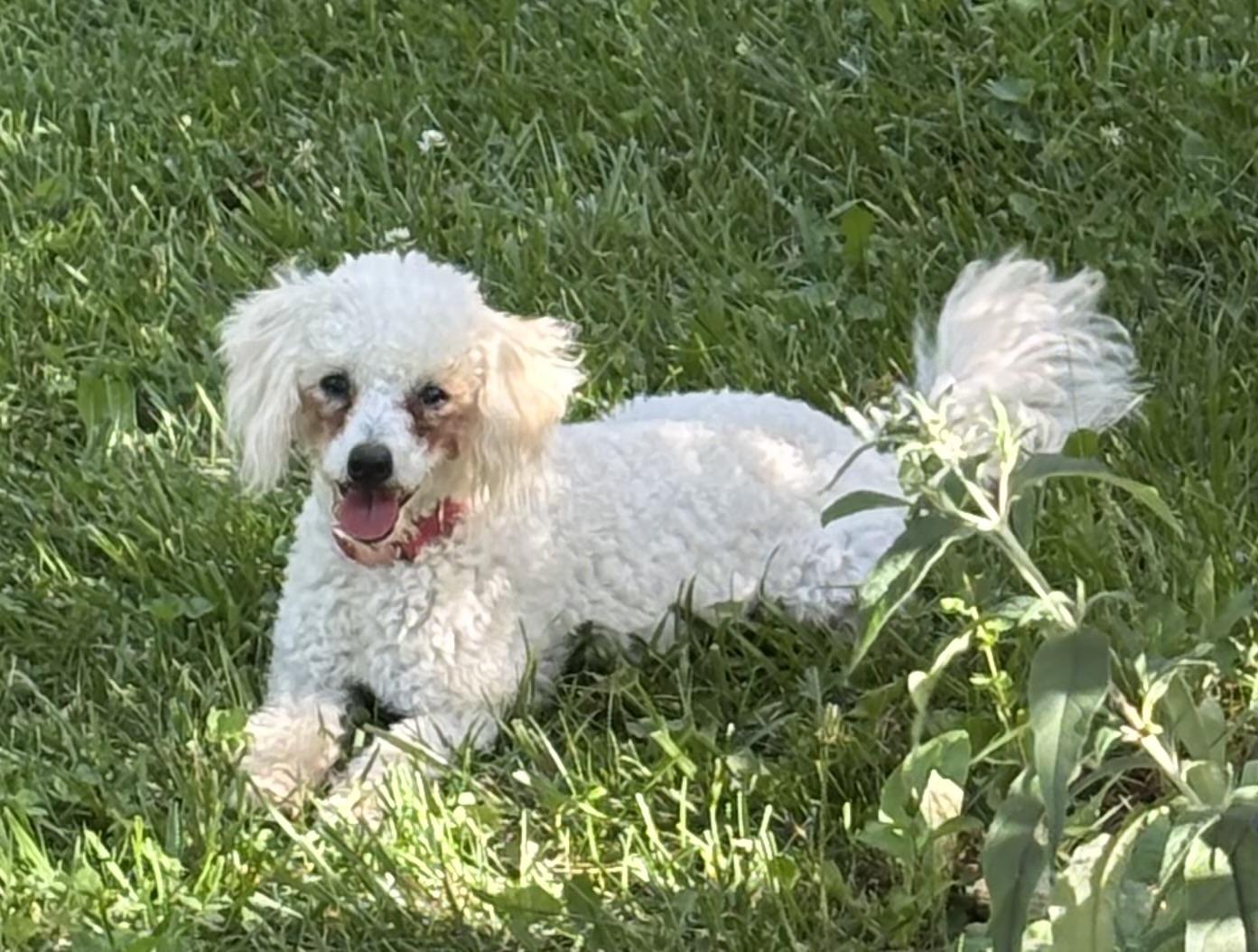 Jersey, ADOPTABLE, Young Female Poodle.