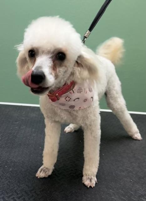 Enlarge Jersey, a ADOPTABLE mixed breed in Overland Park, KS image 3/3