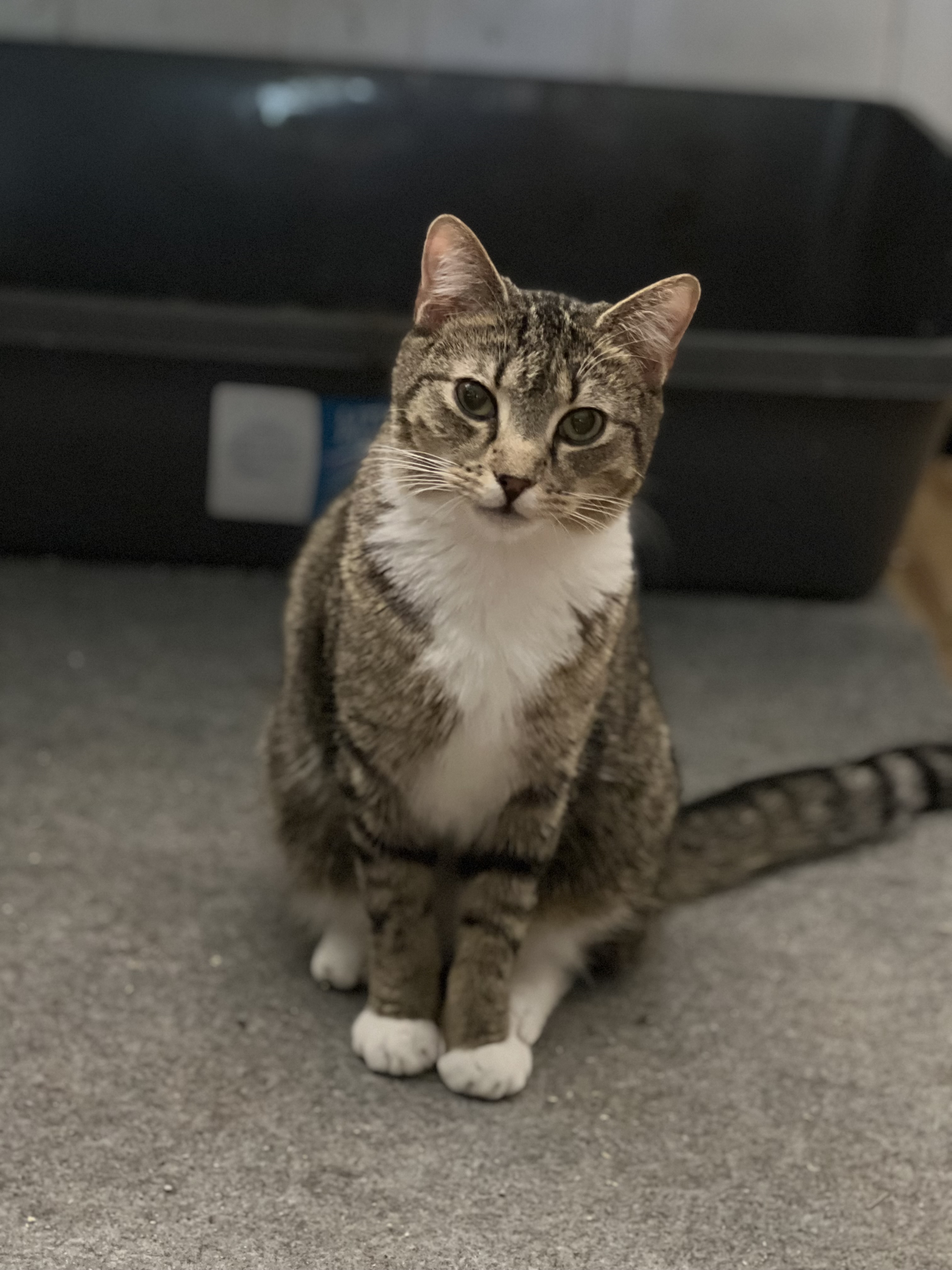 Bruce, an adoptable Domestic Short Hair in East Windsor, CT, 06088 | Photo Image 2