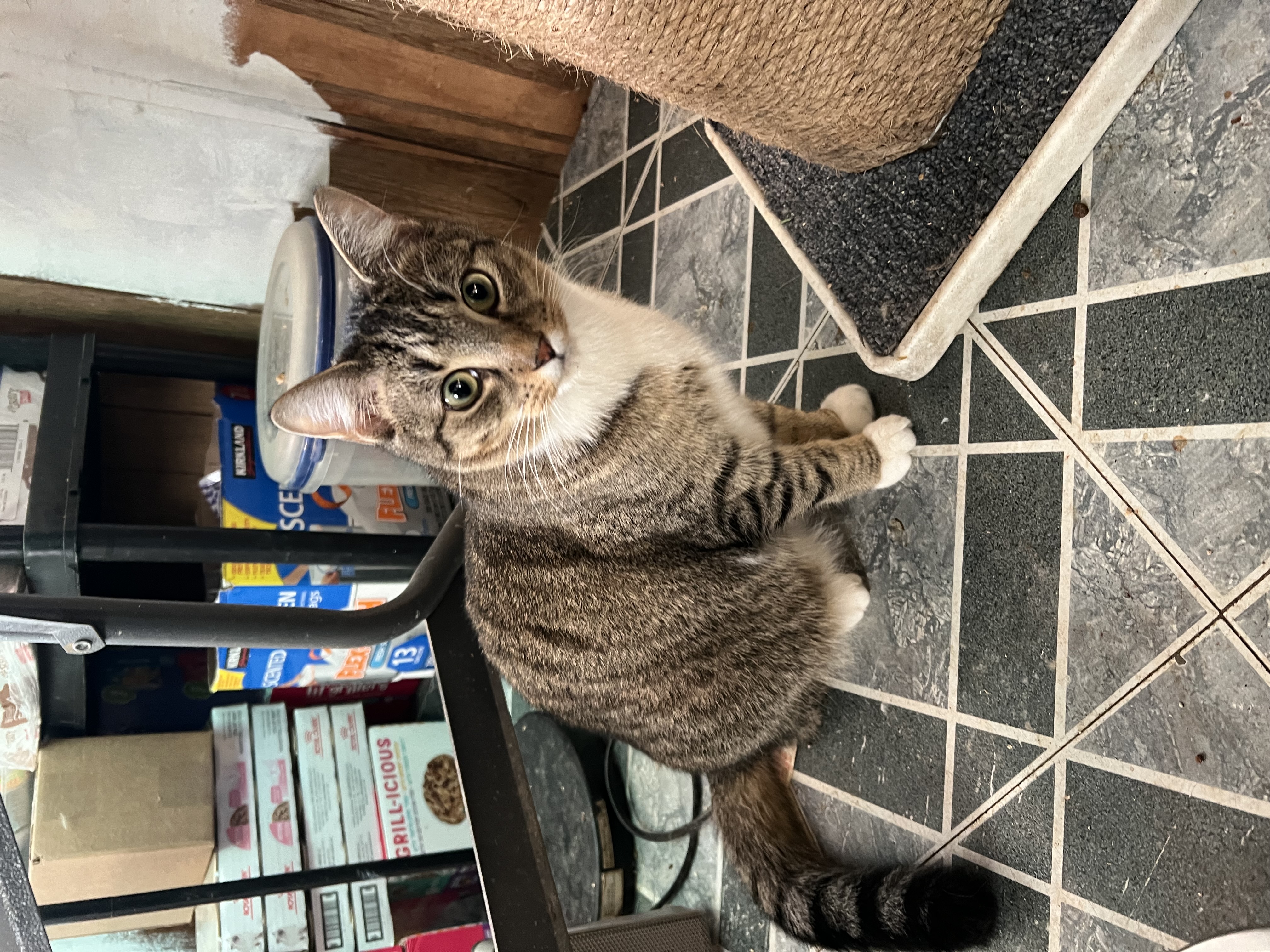 Bruce, an adoptable Domestic Short Hair in East Windsor, CT, 06088 | Photo Image 1